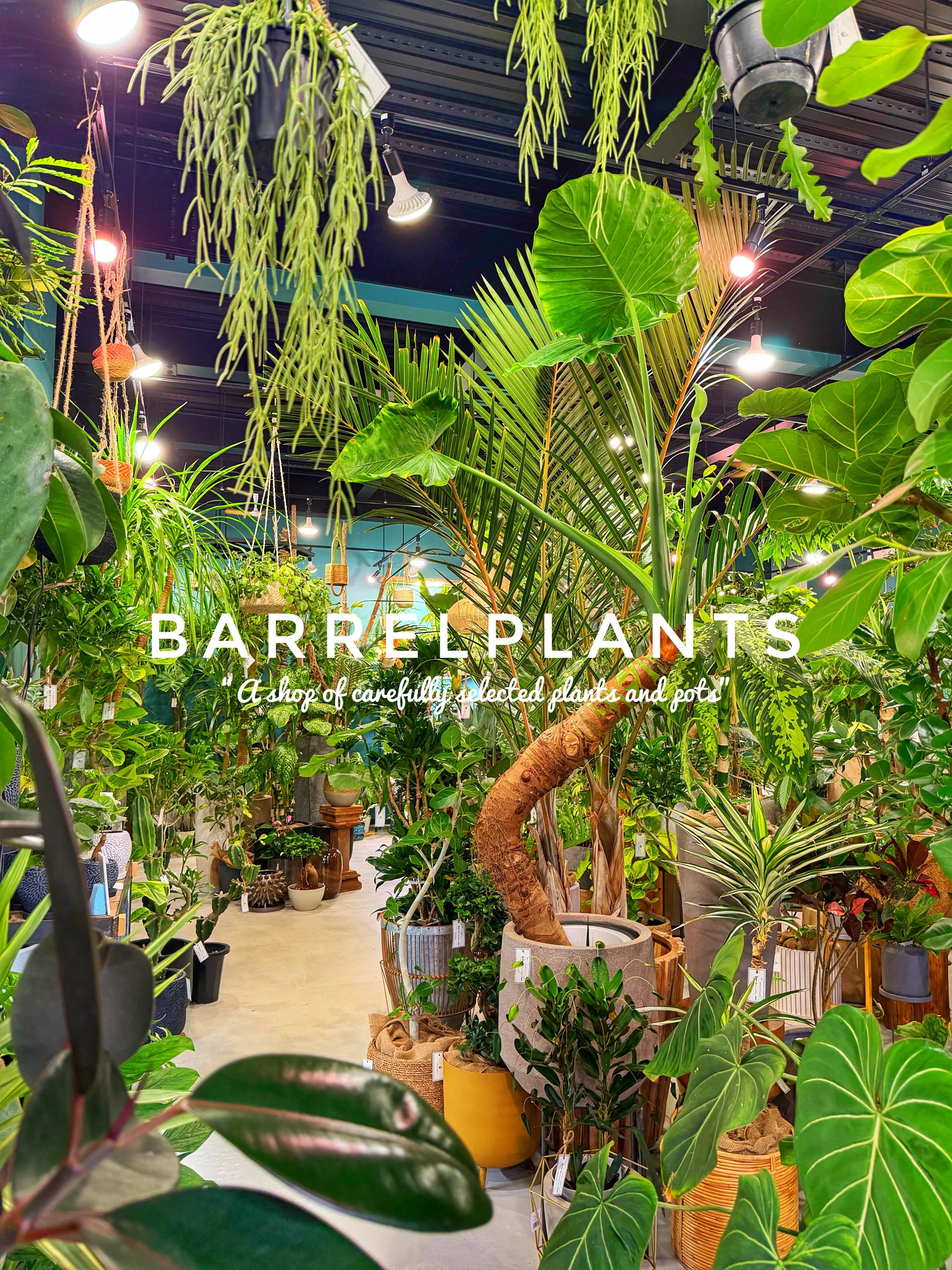 【龍野の街の中の小さなジャングル、barrelplants】