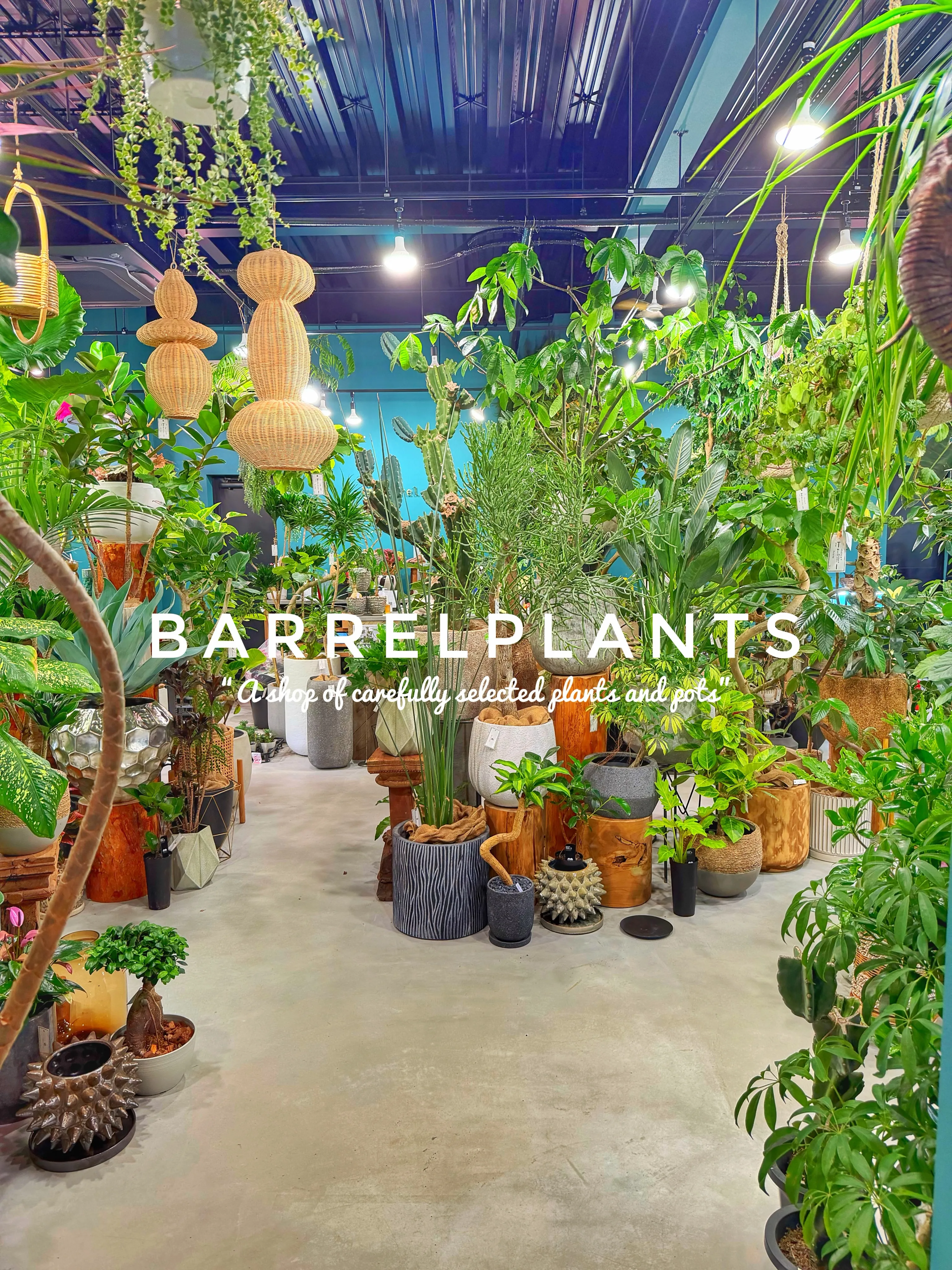【龍野の街の中の小さなジャングル、barrelplants】