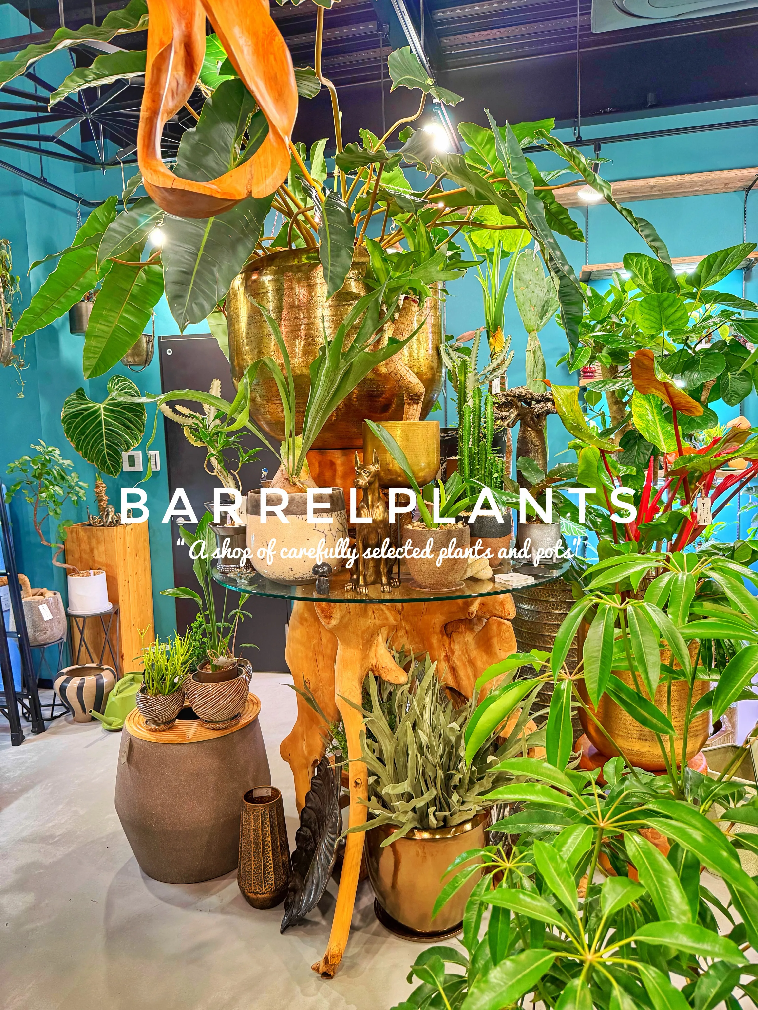 【龍野の街の中の小さなジャングル、barrelplants】