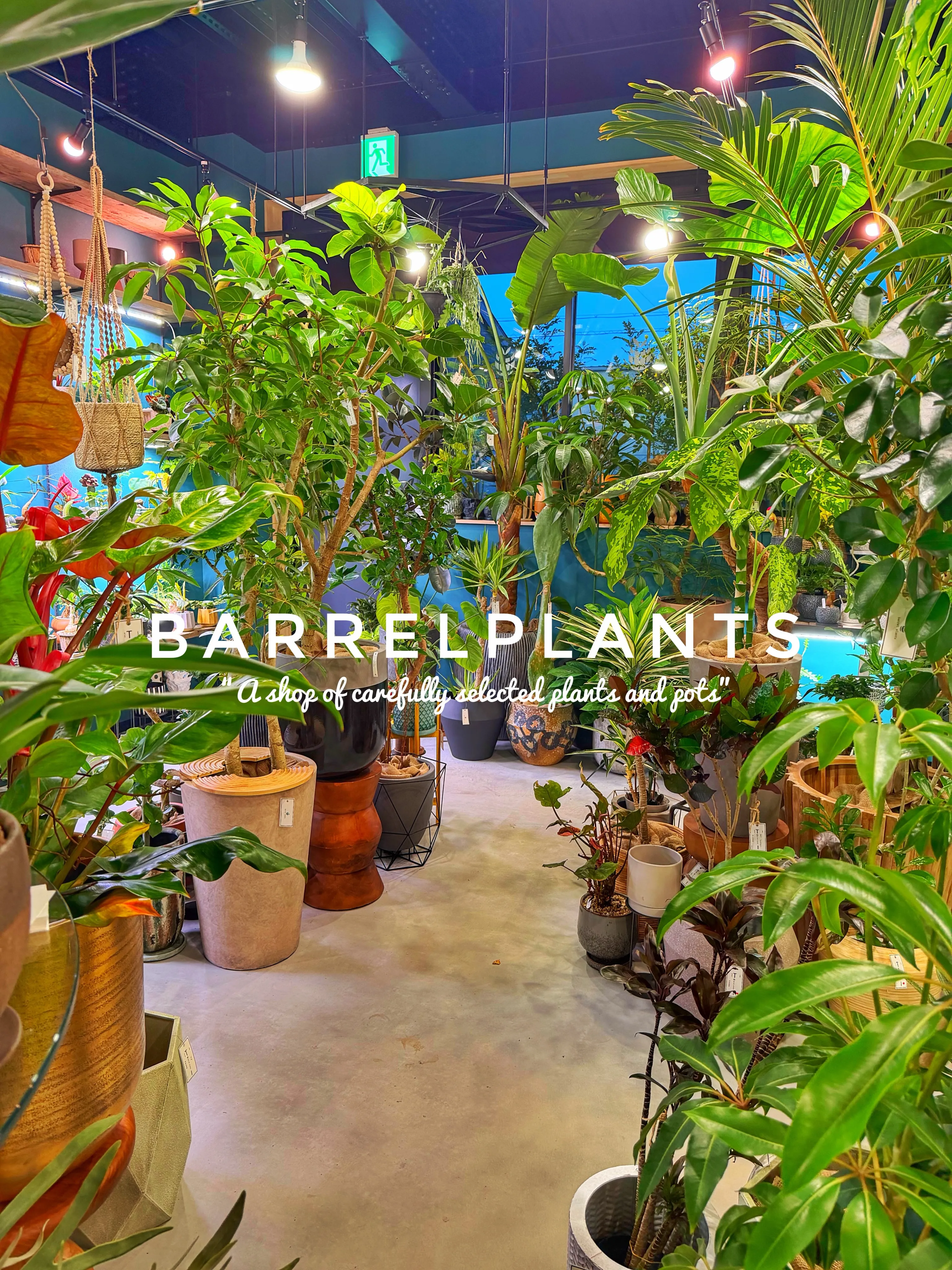 【龍野の街の中の小さなジャングル、barrelplants】