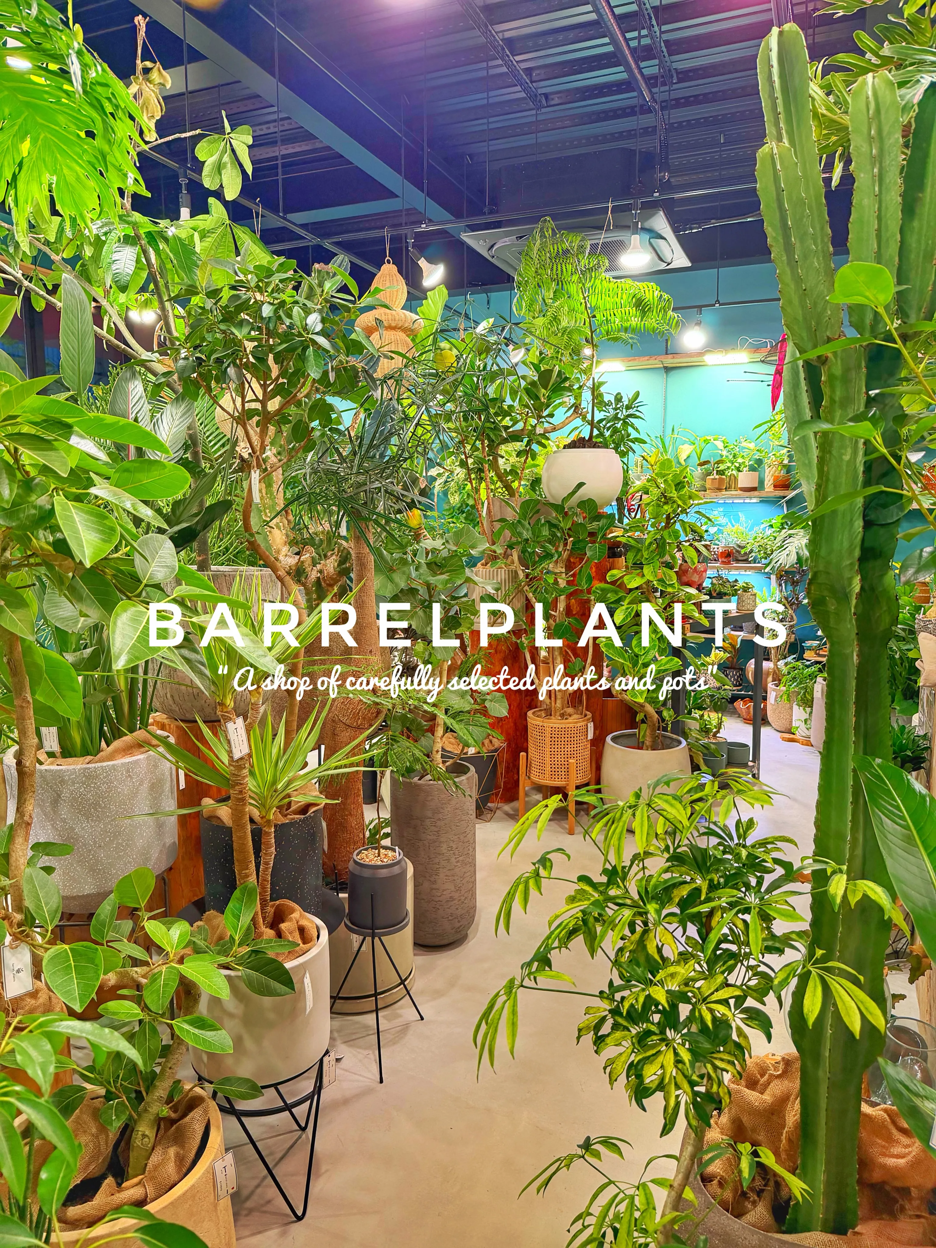【龍野の街の中の小さなジャングル、barrelplants】
