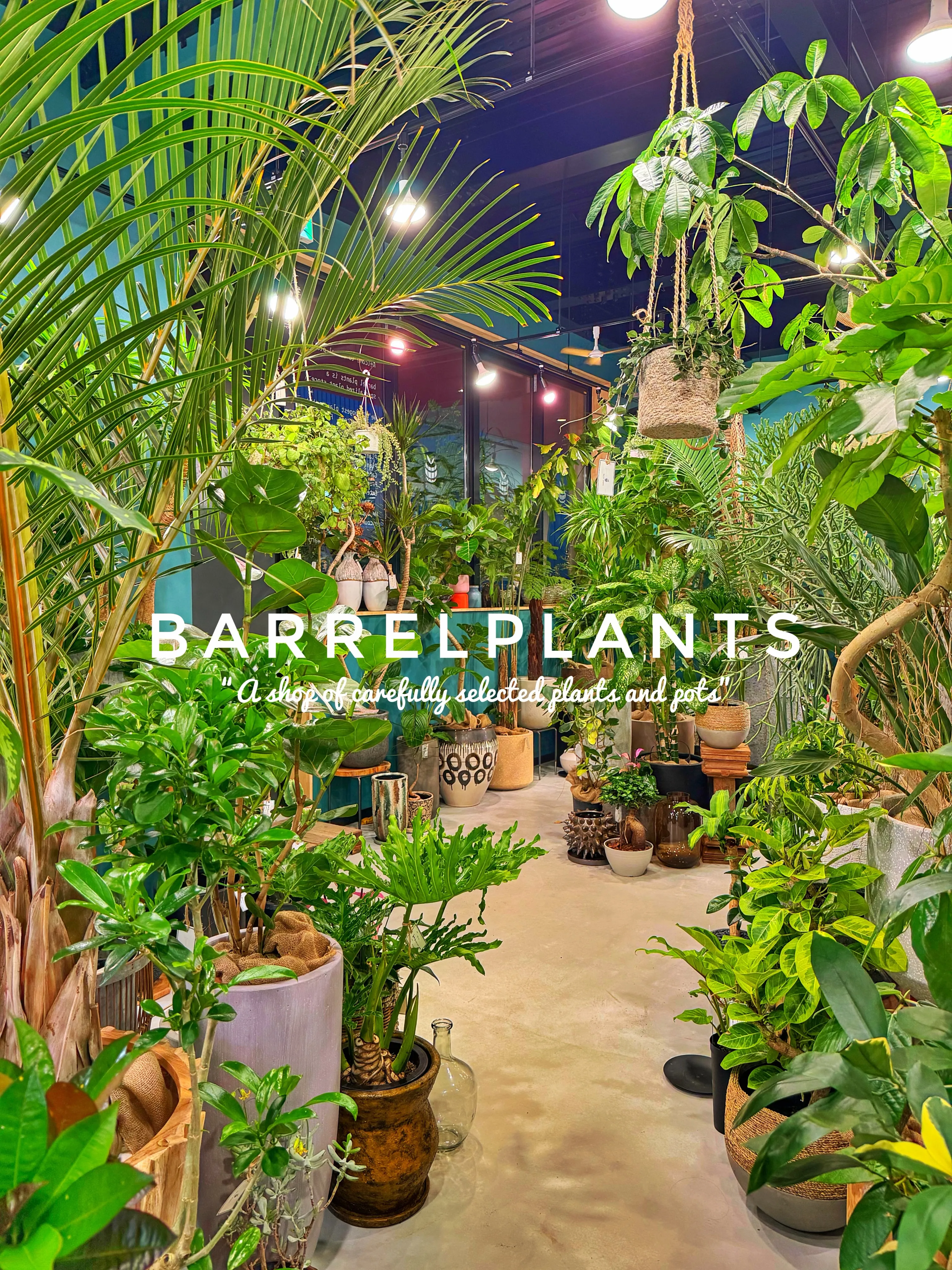 【龍野の街の中の小さなジャングル、barrelplants】