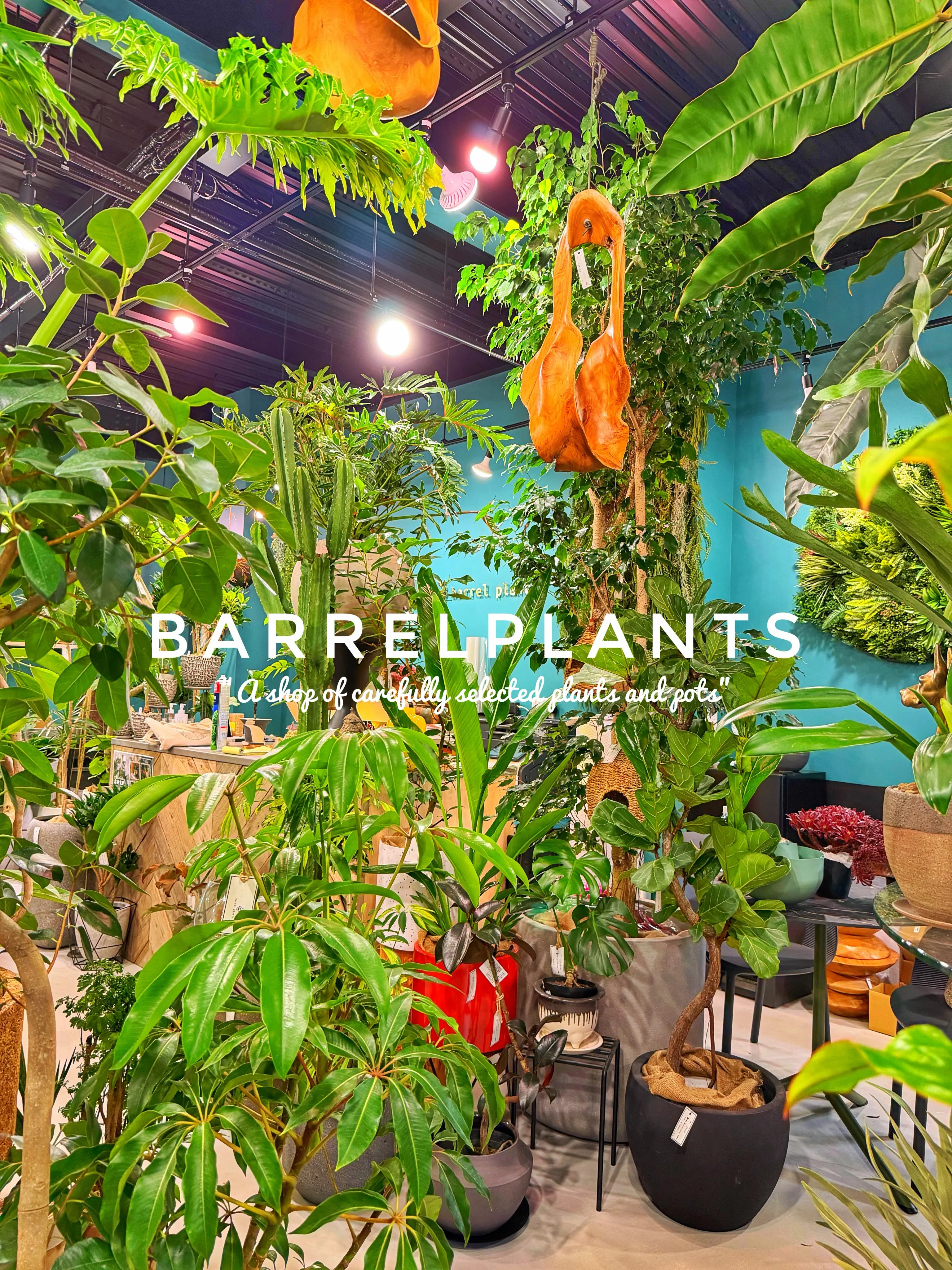 【龍野の街の中の小さなジャングル、barrelplants】