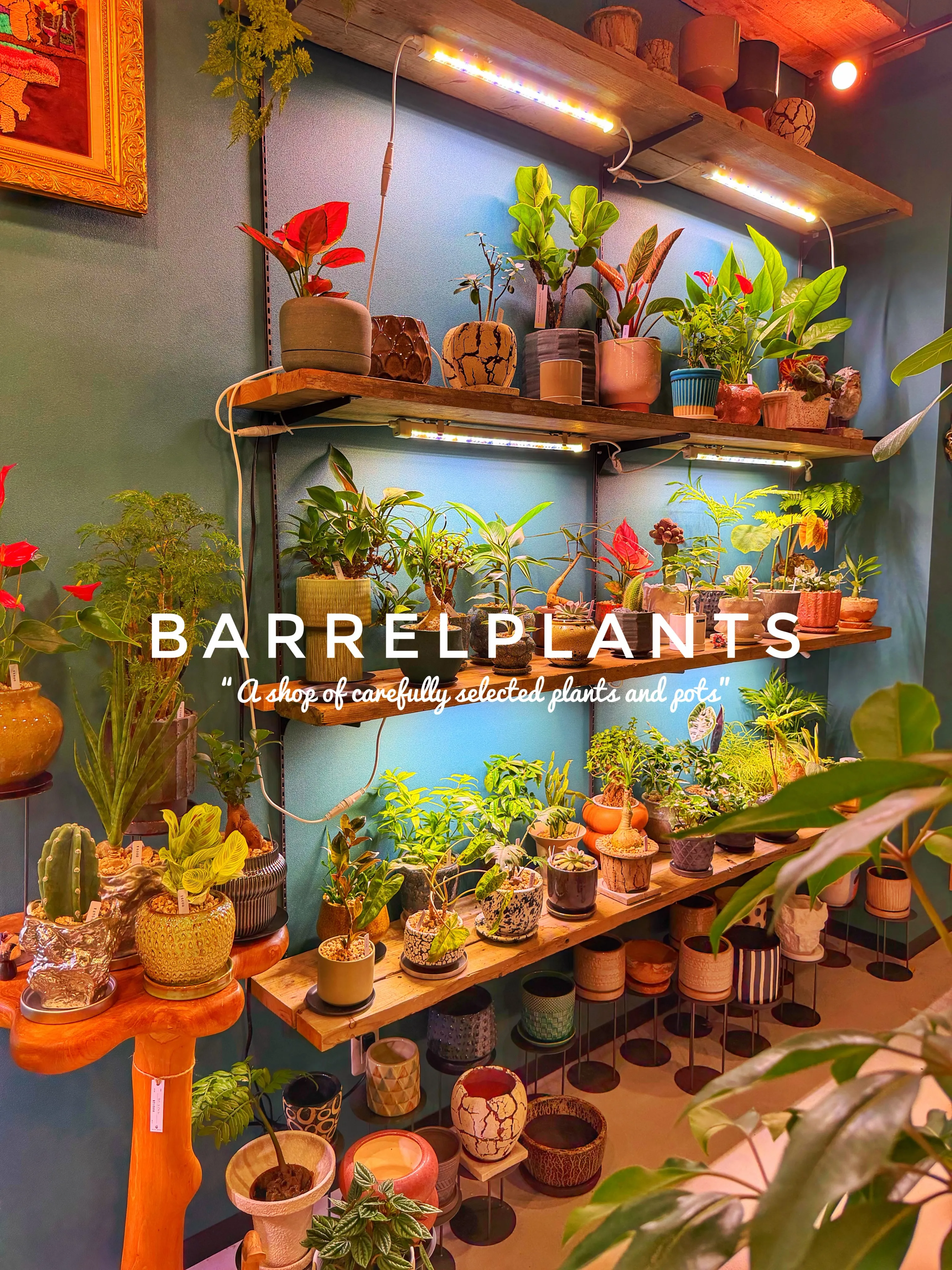 【龍野の街の中の小さなジャングル、barrelplants】