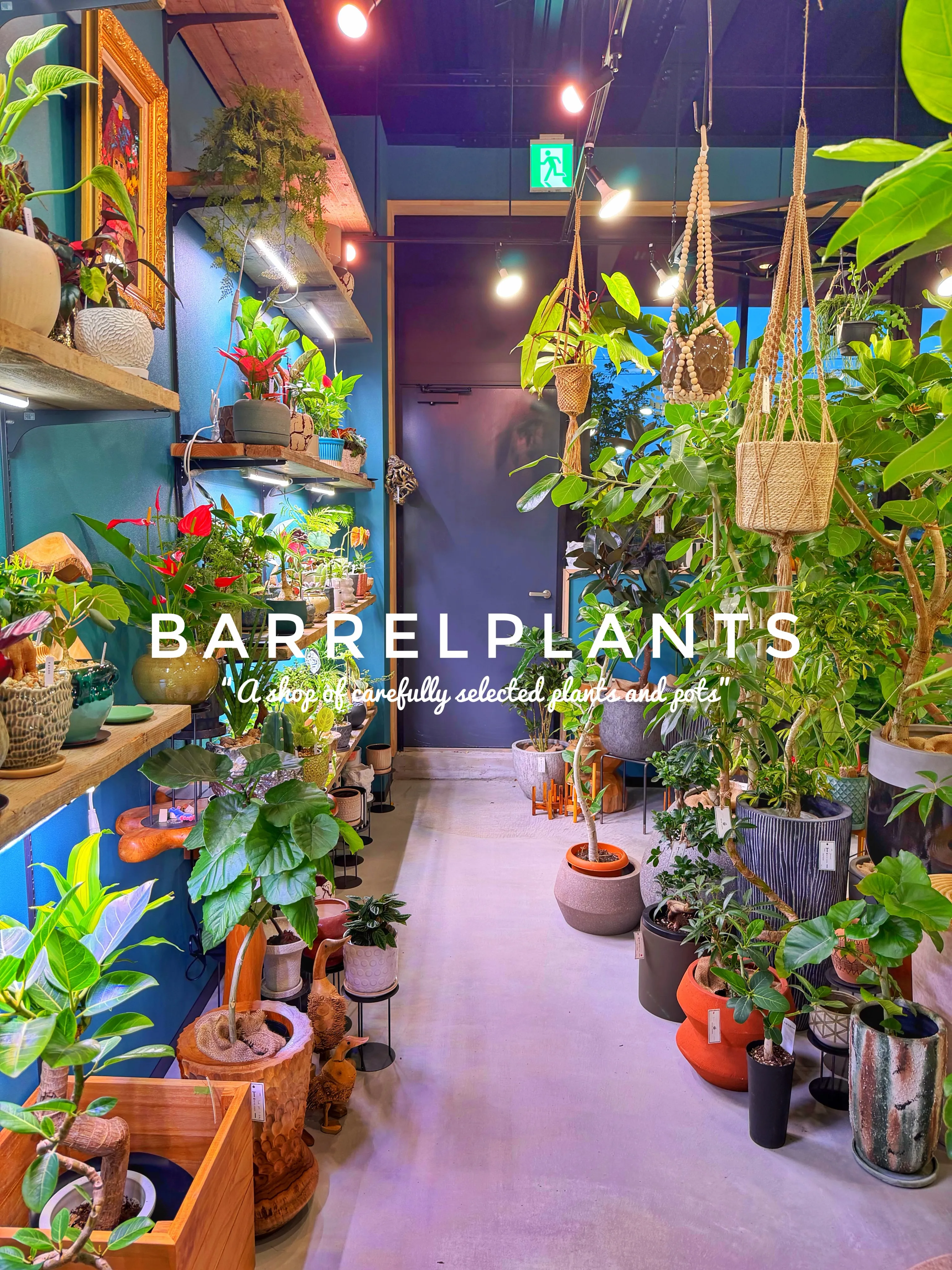 【龍野の街の中の小さなジャングル、barrelplants】