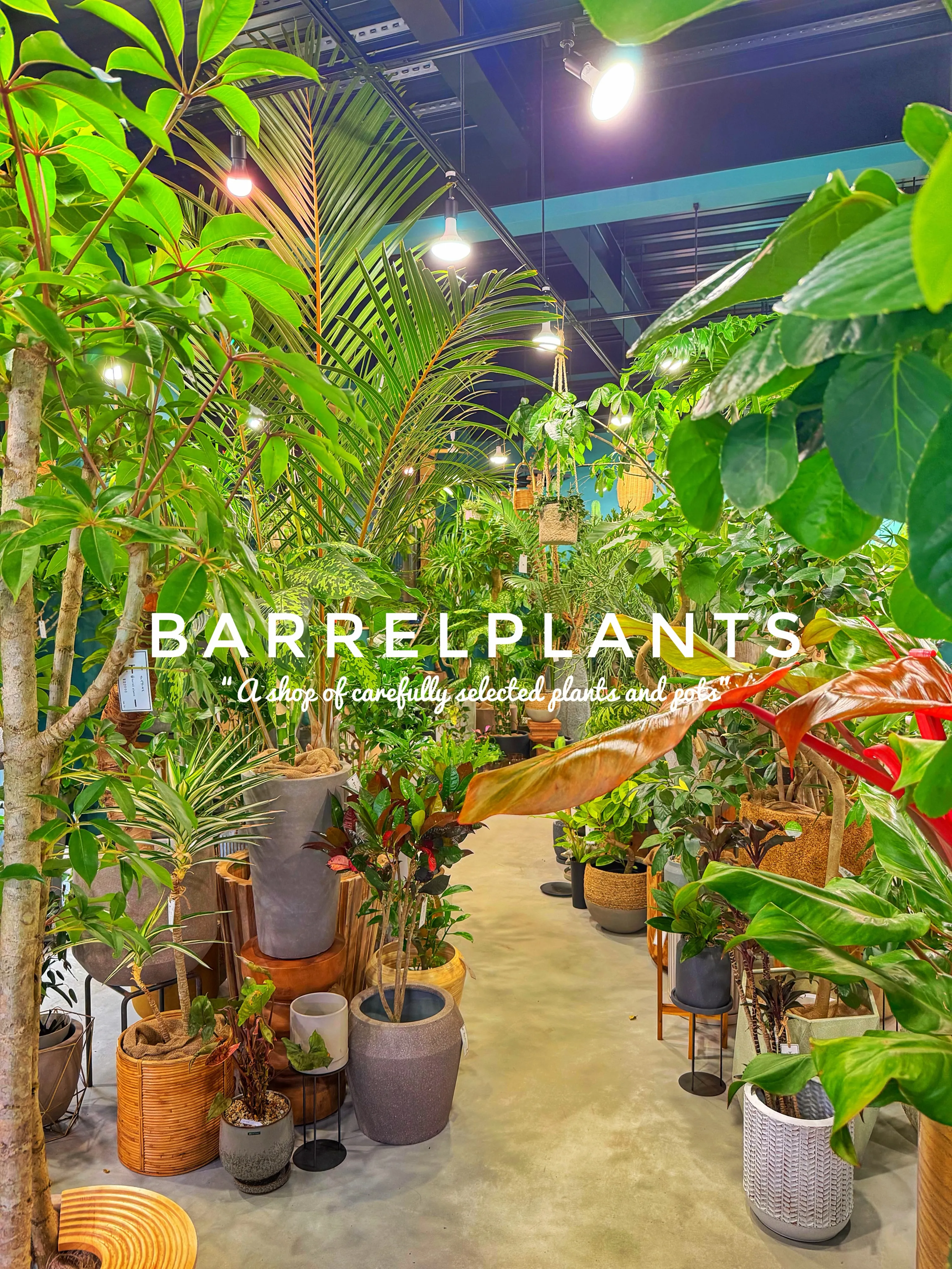 【龍野の街の中の小さなジャングル、barrelplants】