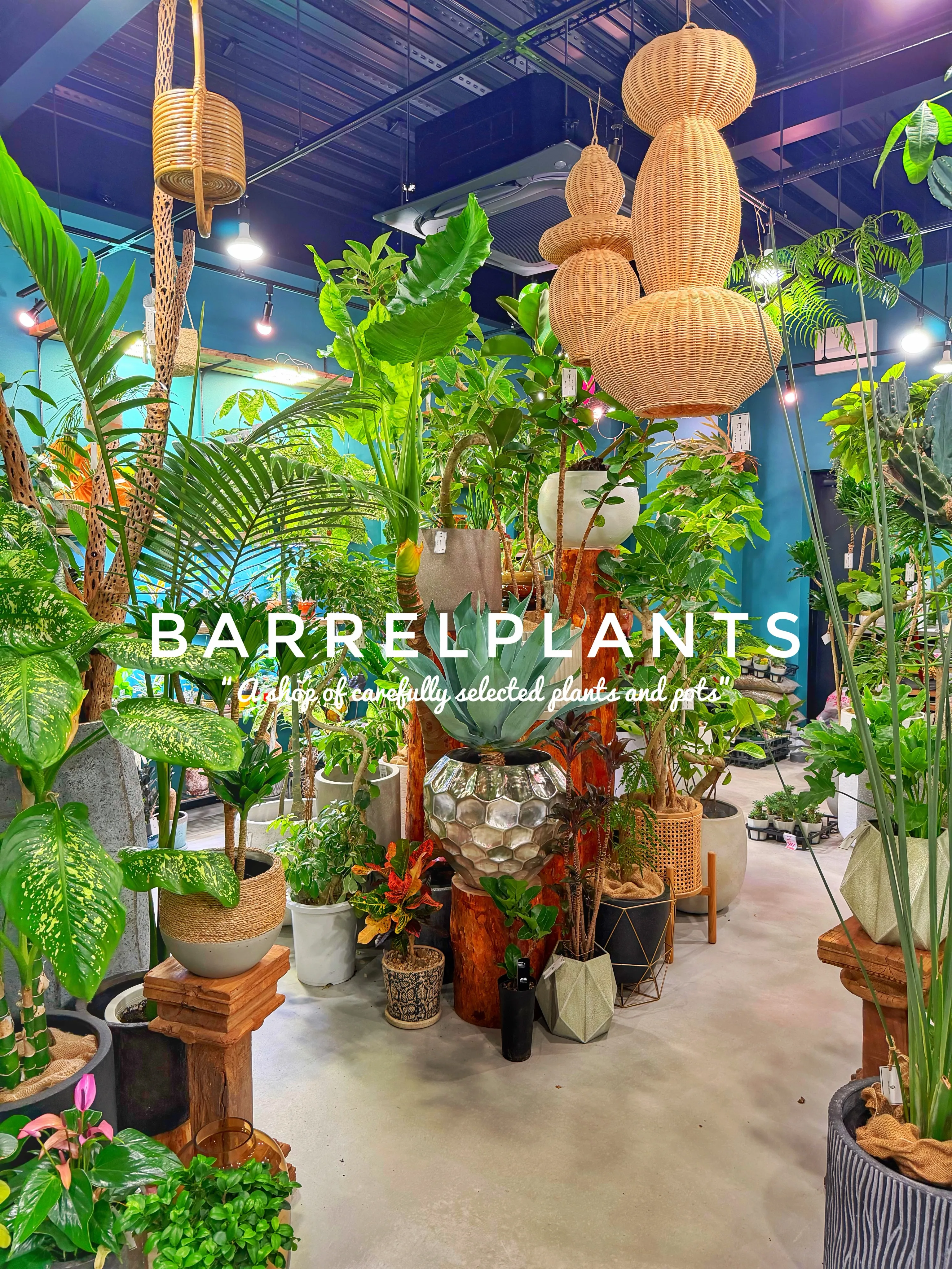 【龍野の街の中の小さなジャングル、barrelplants】