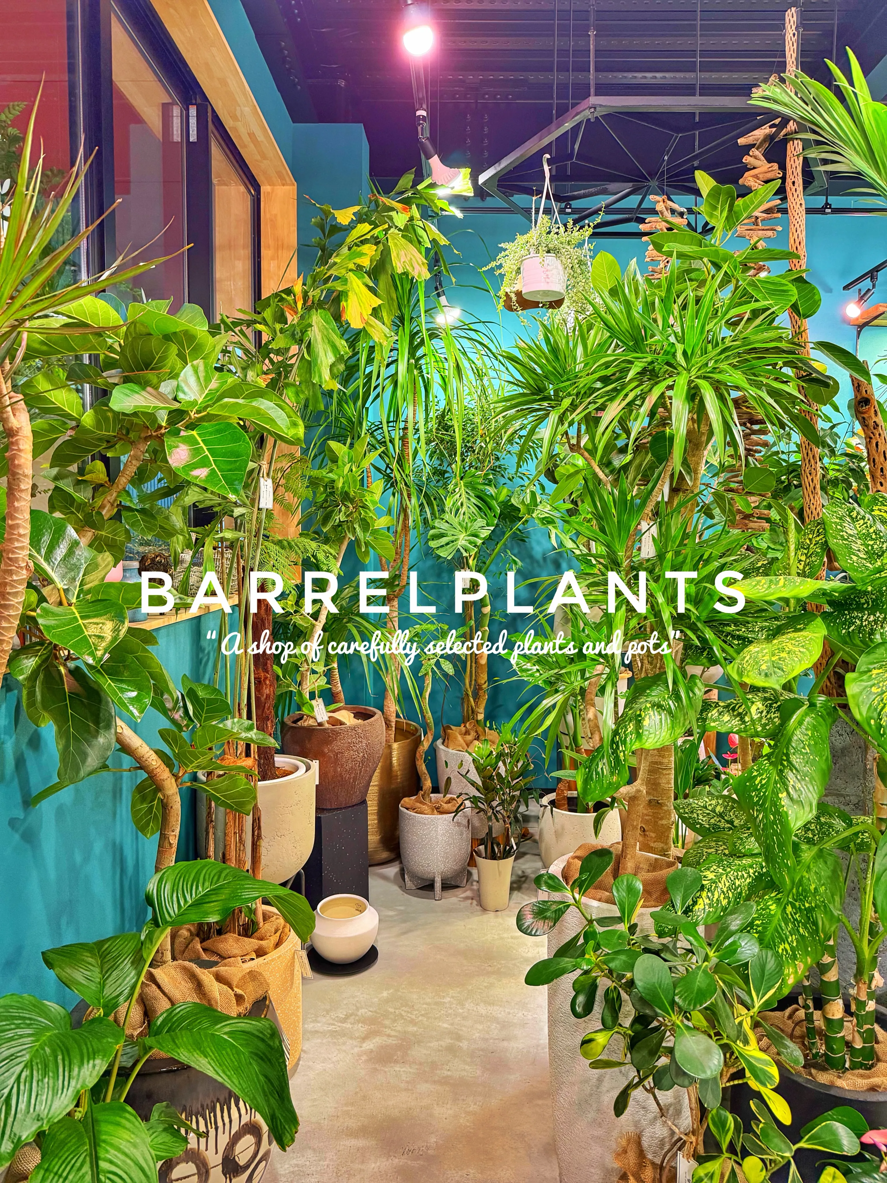 【龍野の街の中の小さなジャングル、barrelplants】