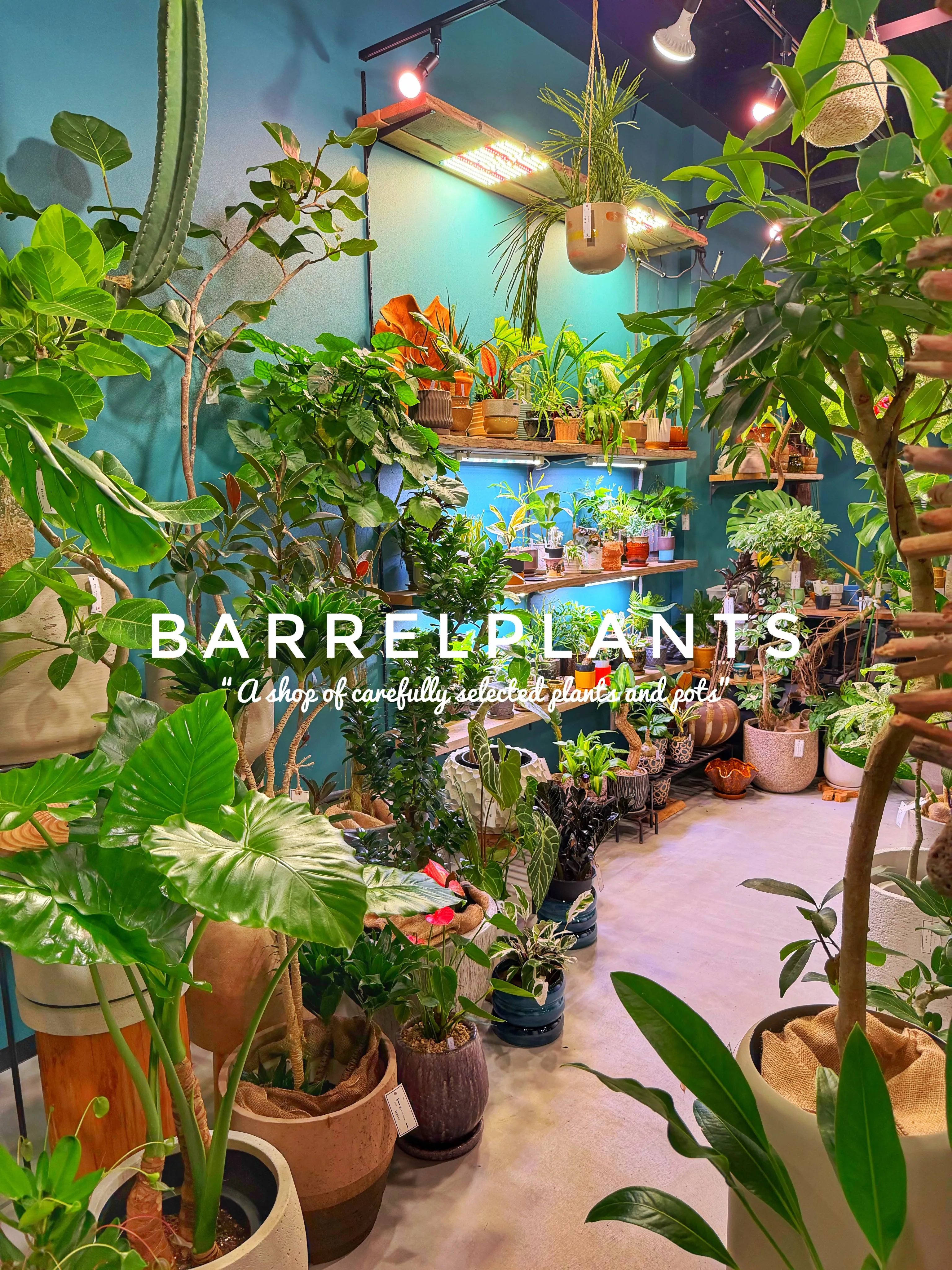 【龍野の街の中の小さなジャングル、barrelplants】