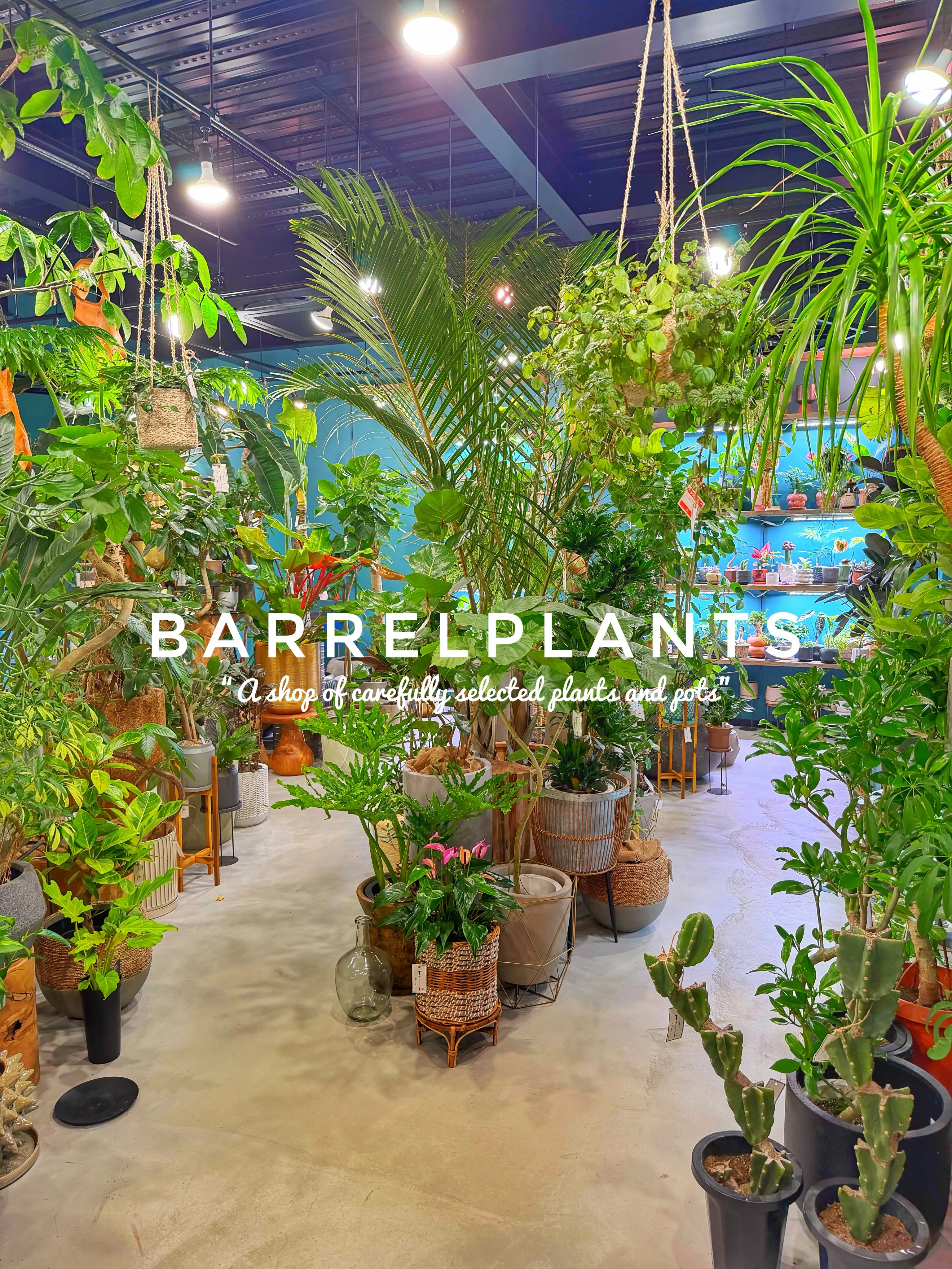 【龍野の街の中の小さなジャングル、barrelplants】