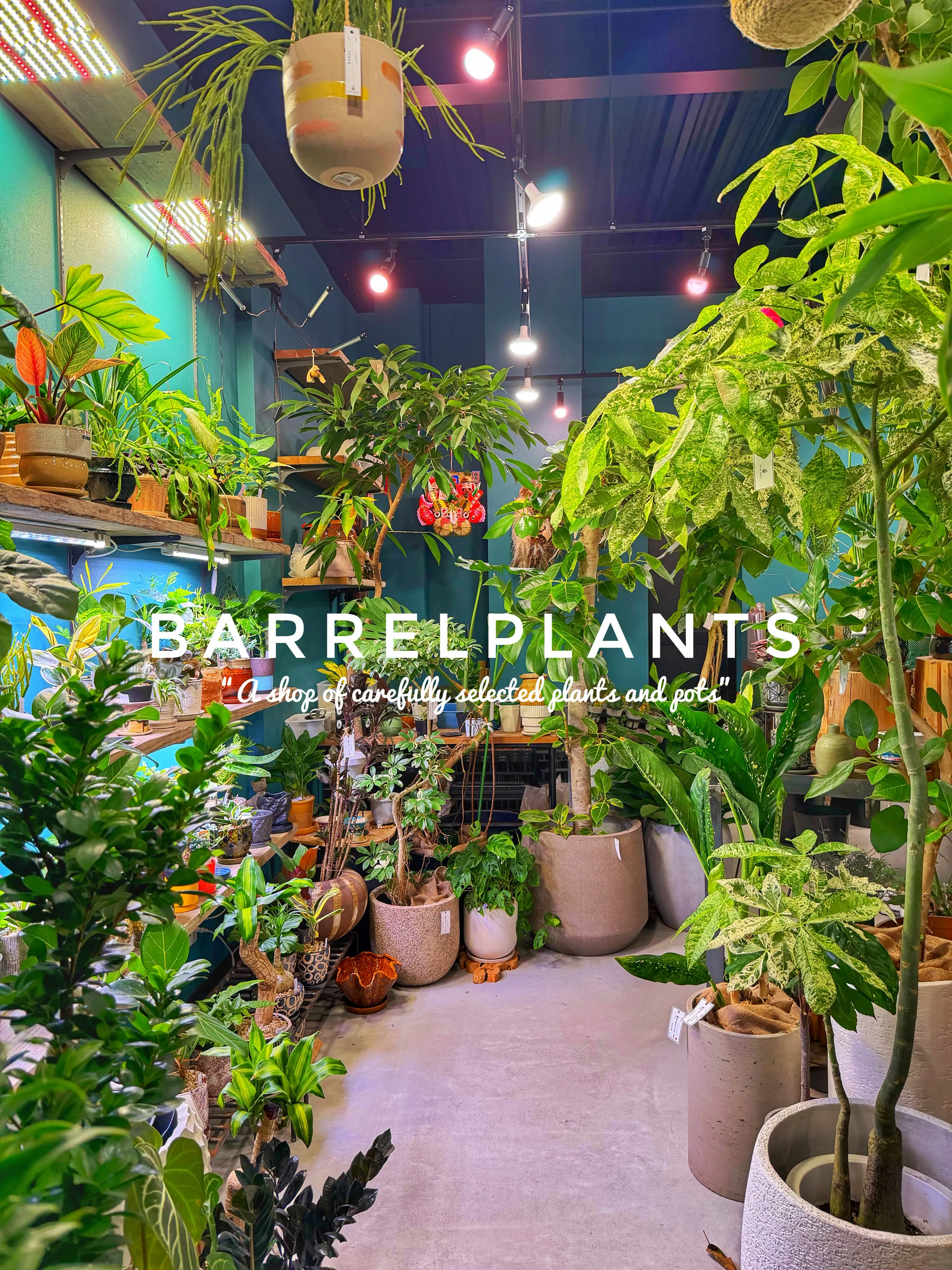 【龍野の街の中の小さなジャングル、barrelplants】
