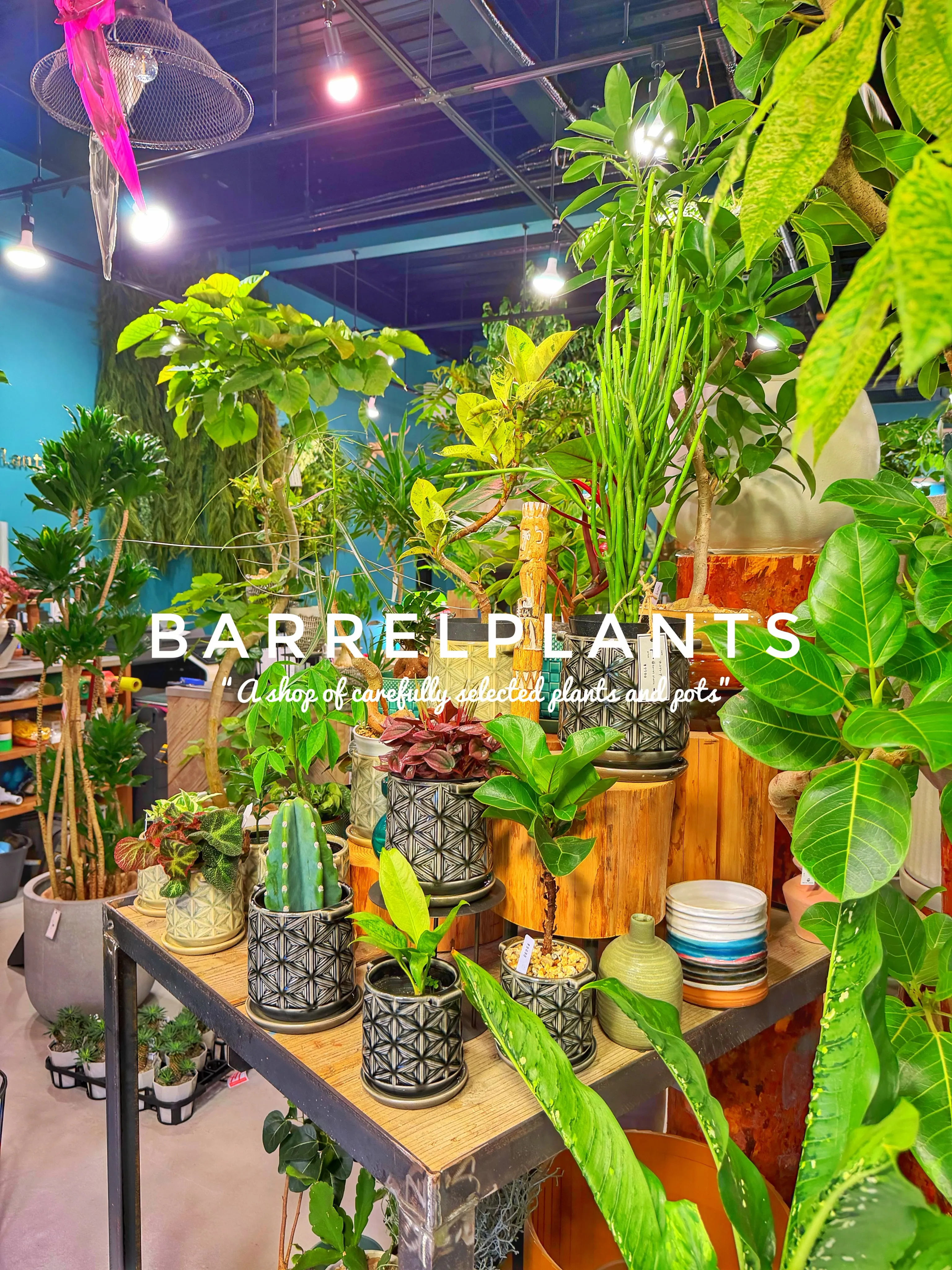 【龍野の街の中の小さなジャングル、barrelplants】