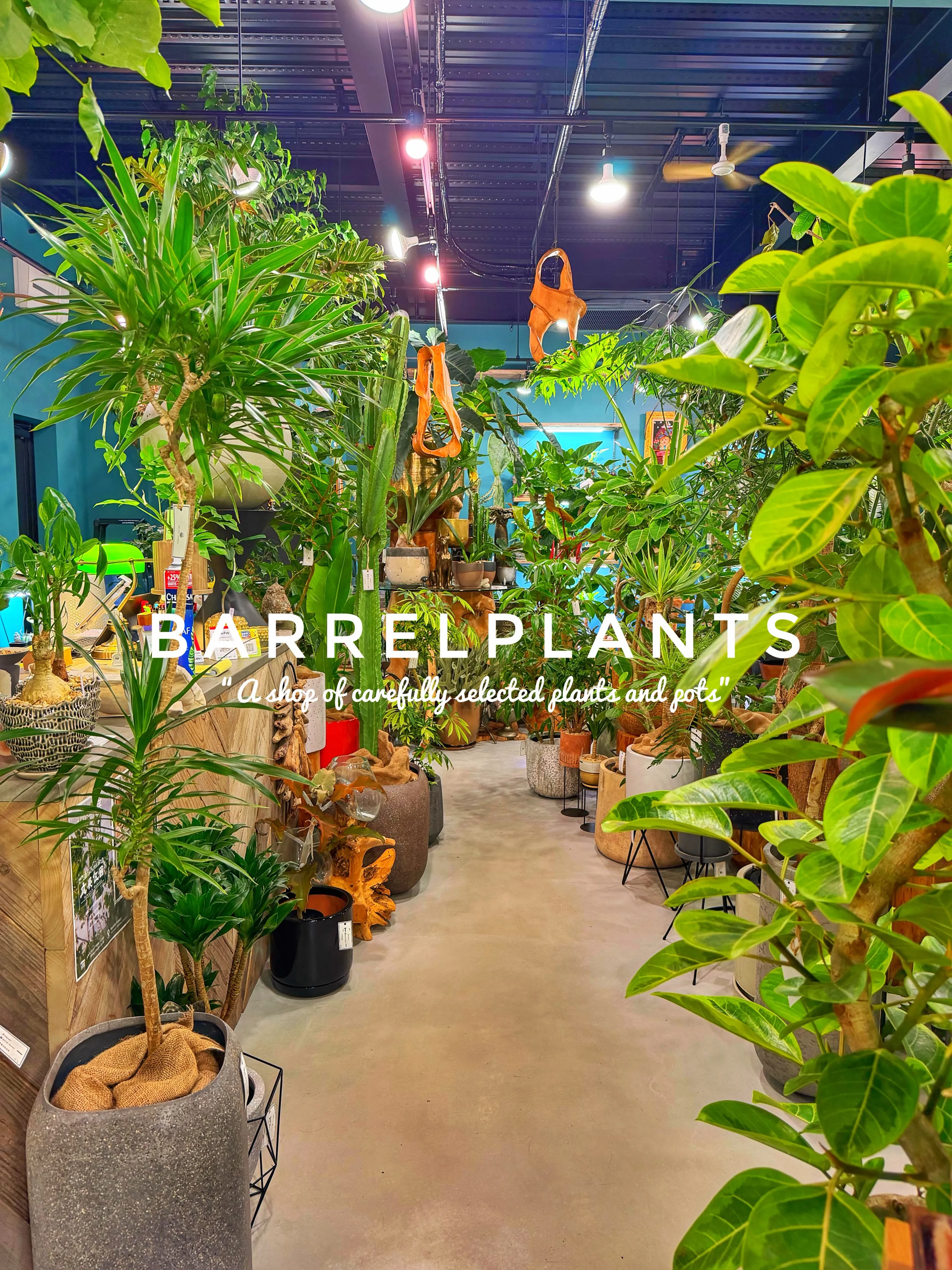 【龍野の街の中の小さなジャングル、barrelplants】