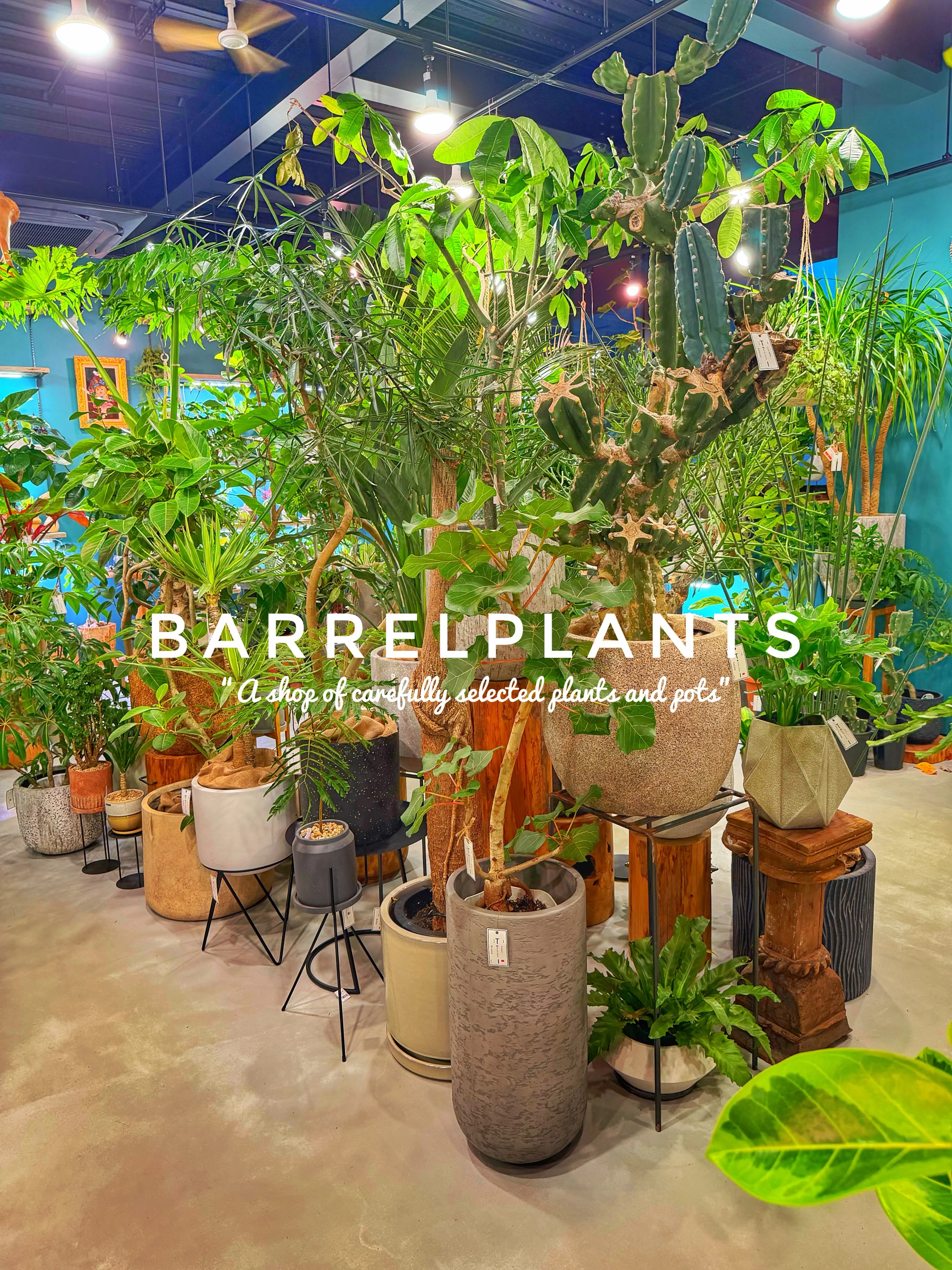 【龍野の街の中の小さなジャングル、barrelplants】