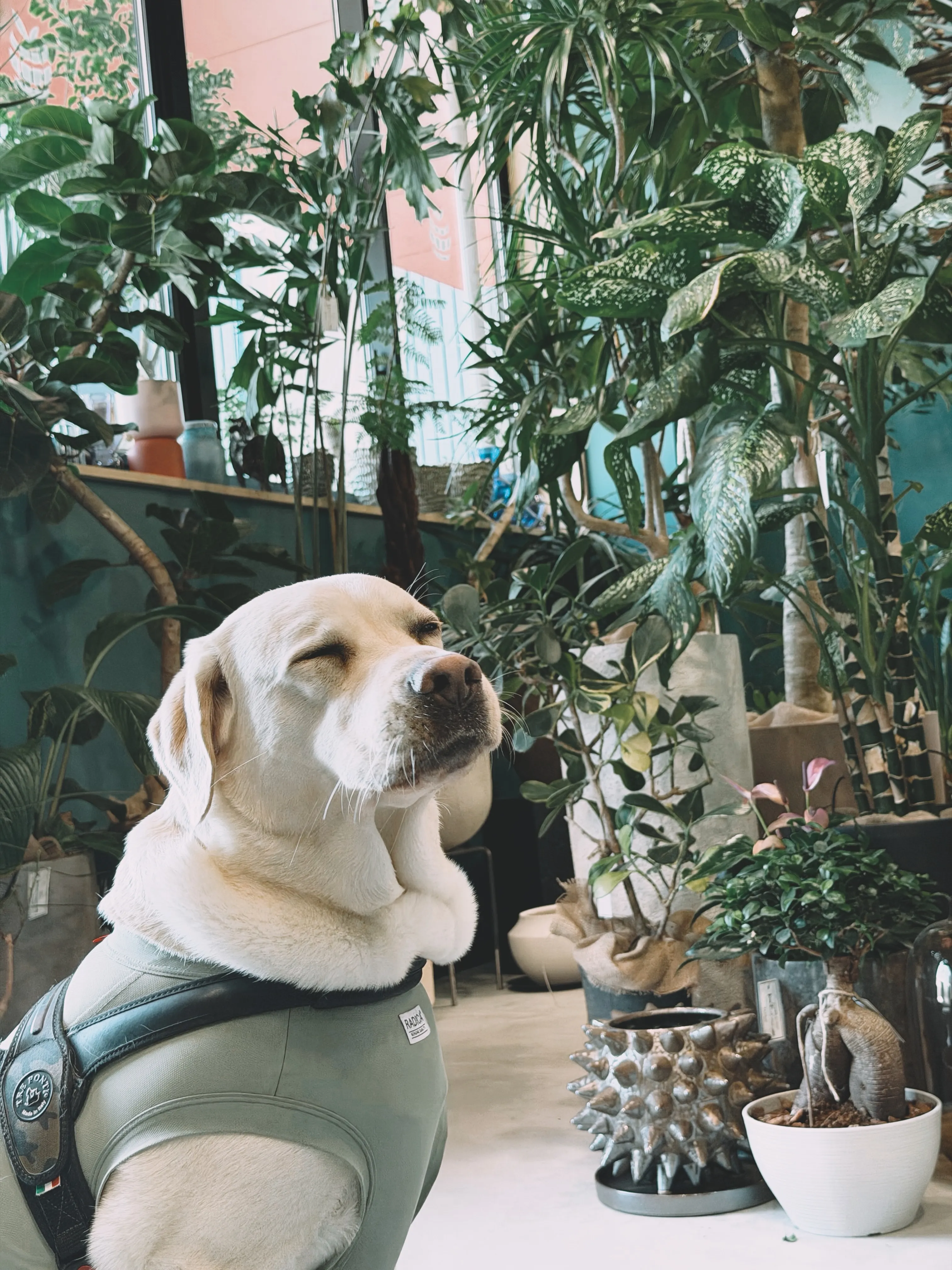 「植物とお客様。