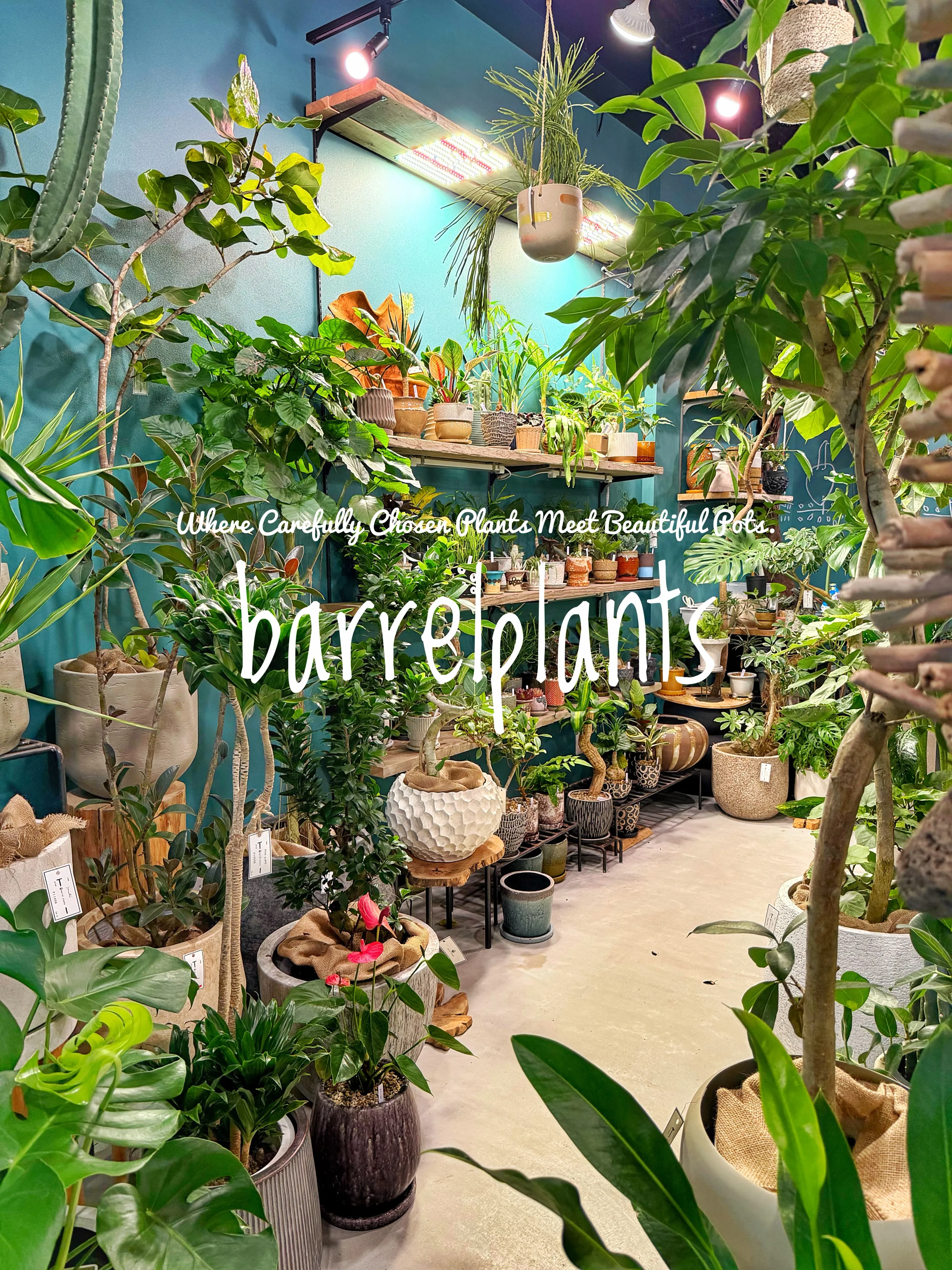 植物を選ぶ時間まで、心地よく。