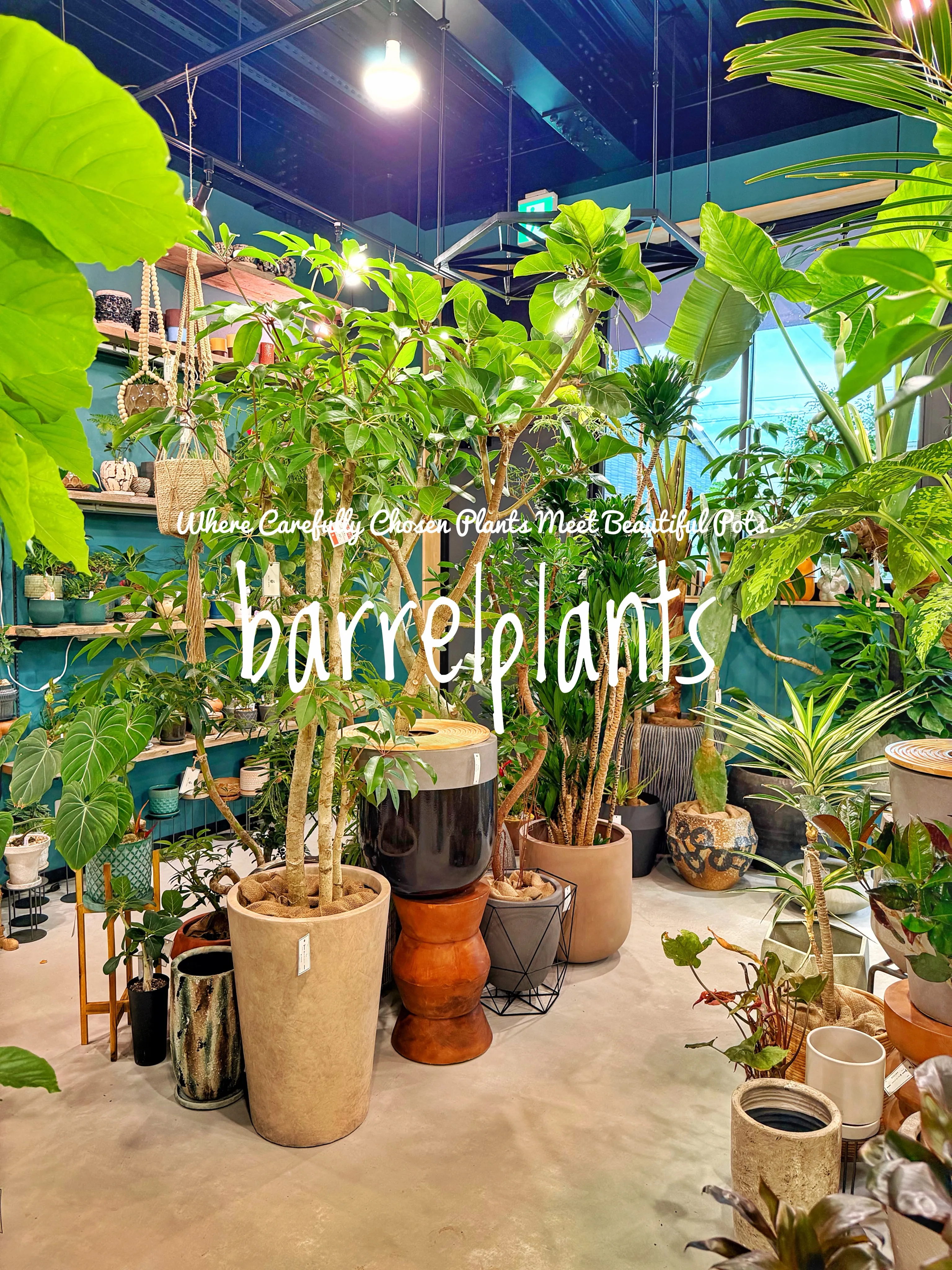 植物を選ぶ時間まで、心地よく。