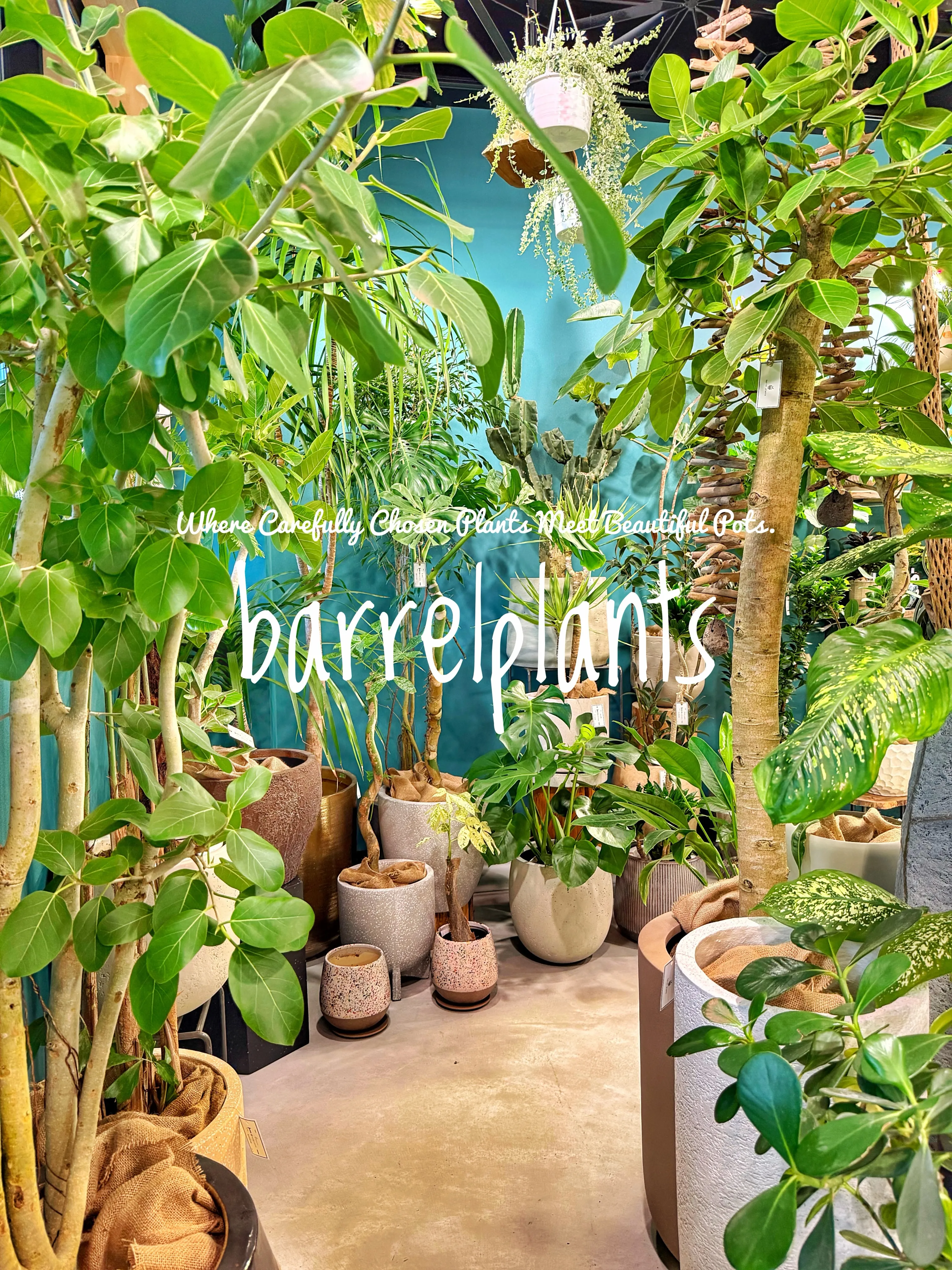 植物を選ぶ時間まで、心地よく。