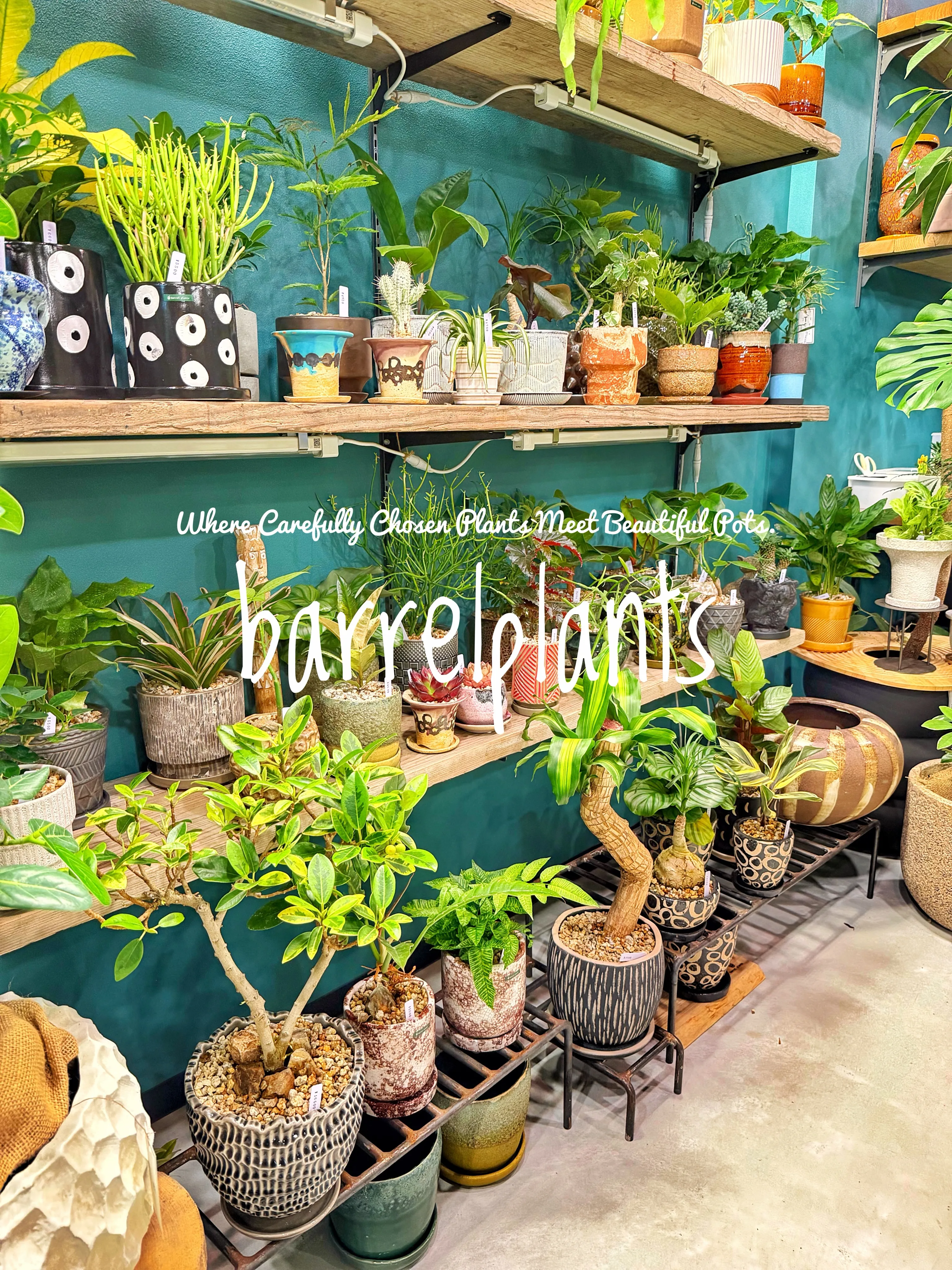 植物を選ぶ時間まで、心地よく。