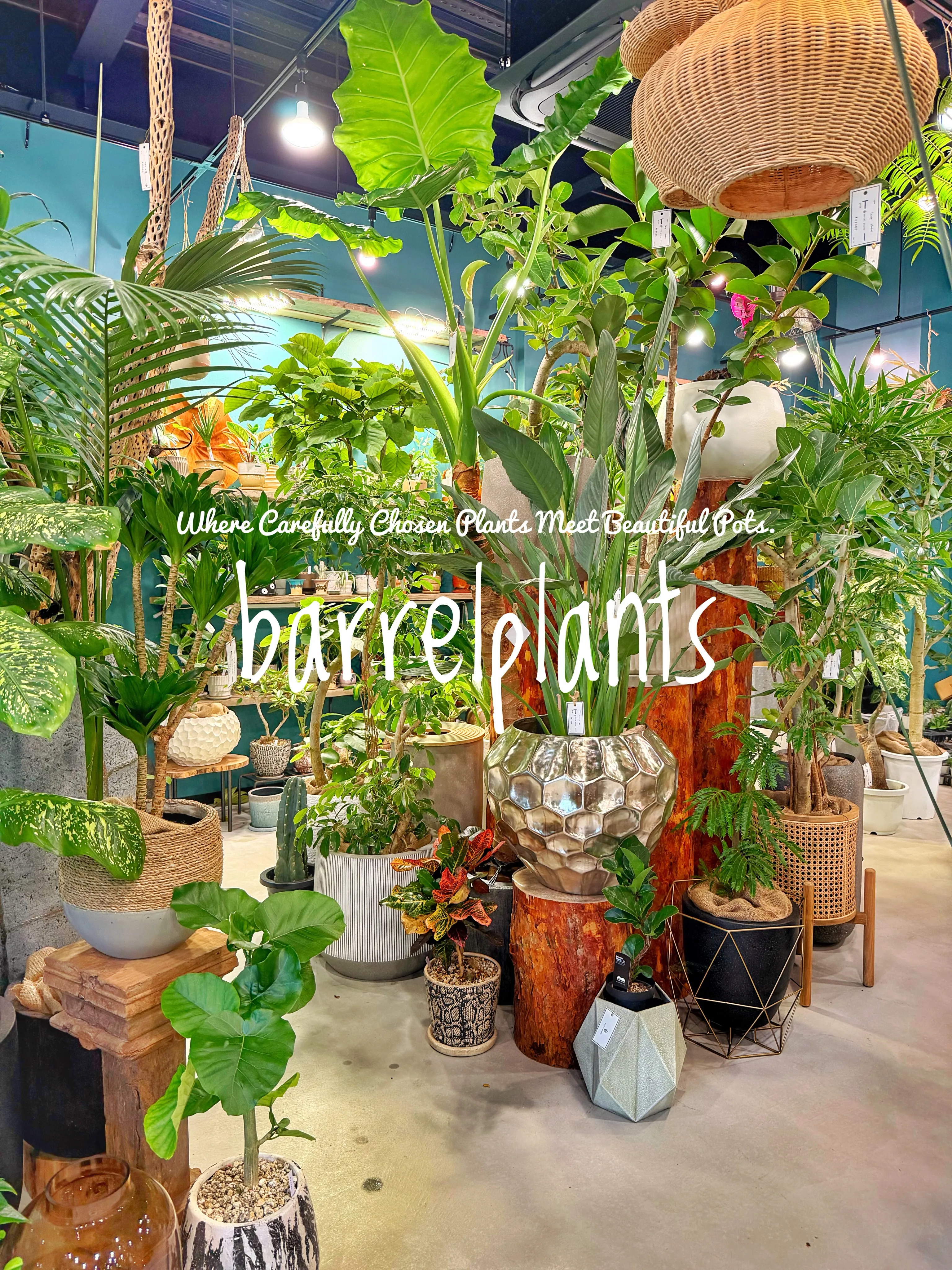 植物を選ぶ時間まで、心地よく。