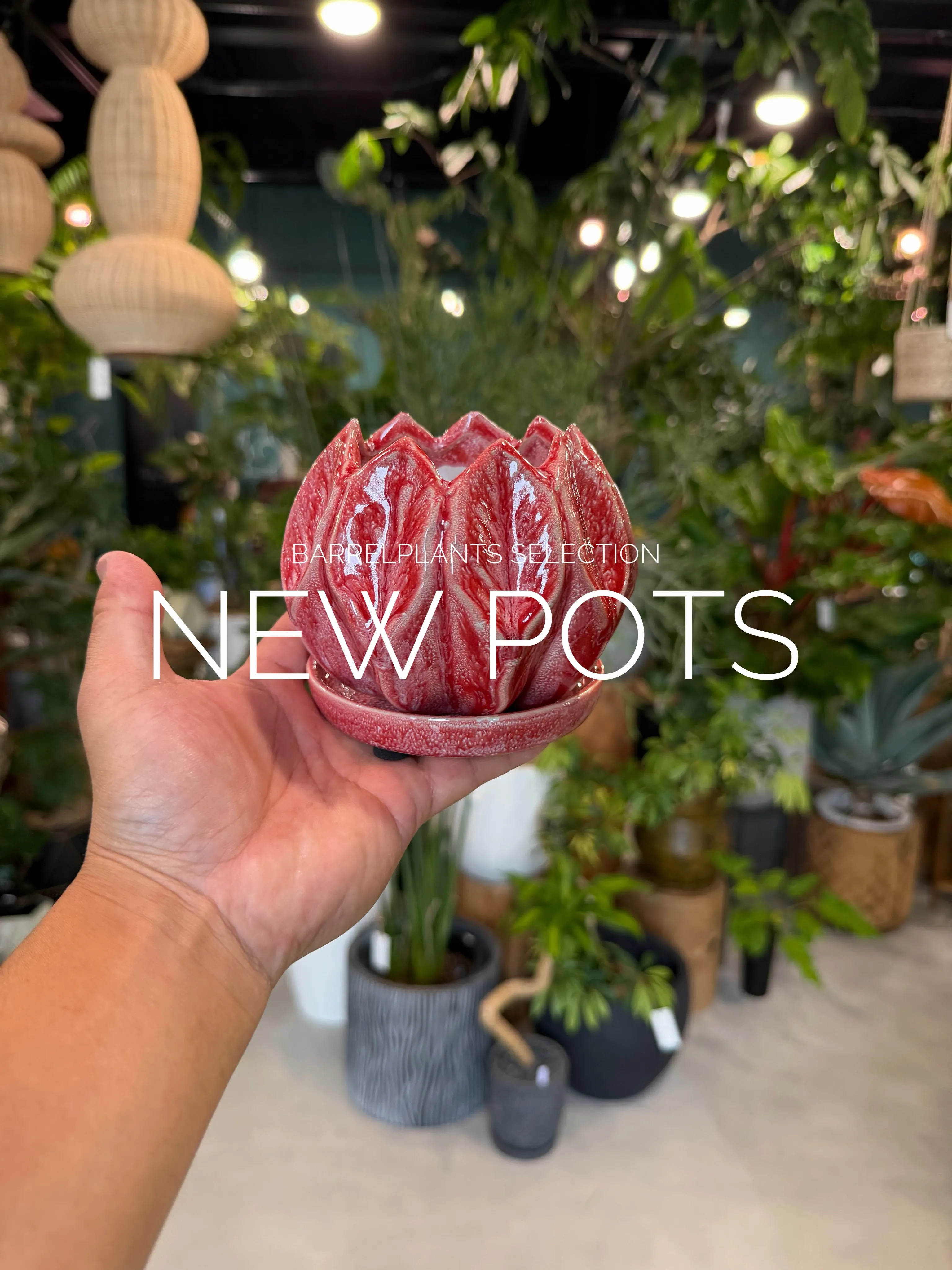 「植物を引き立てるのは、鉢のセンスぅ💓」