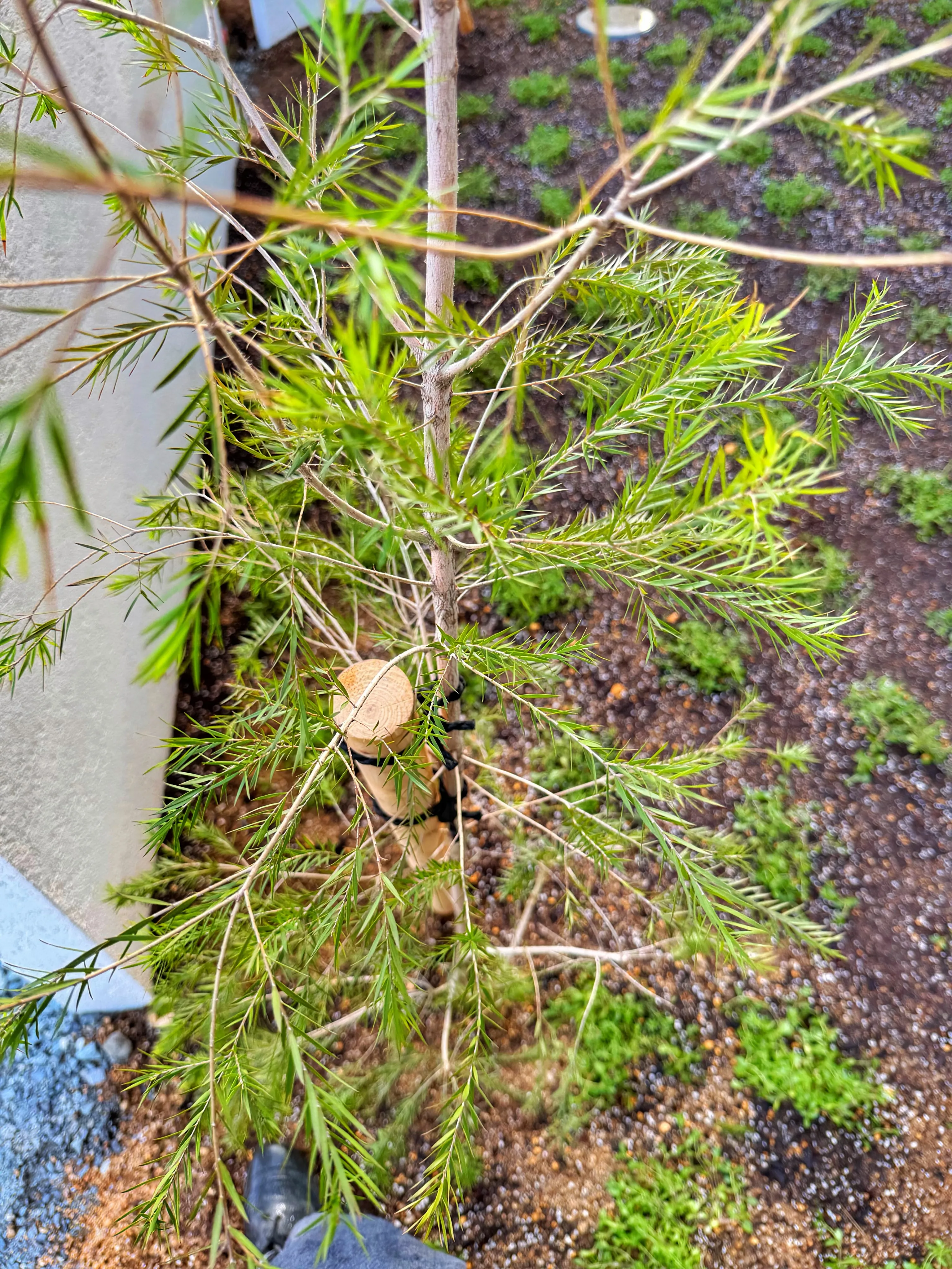 「植物が変わると、空間が変わる。