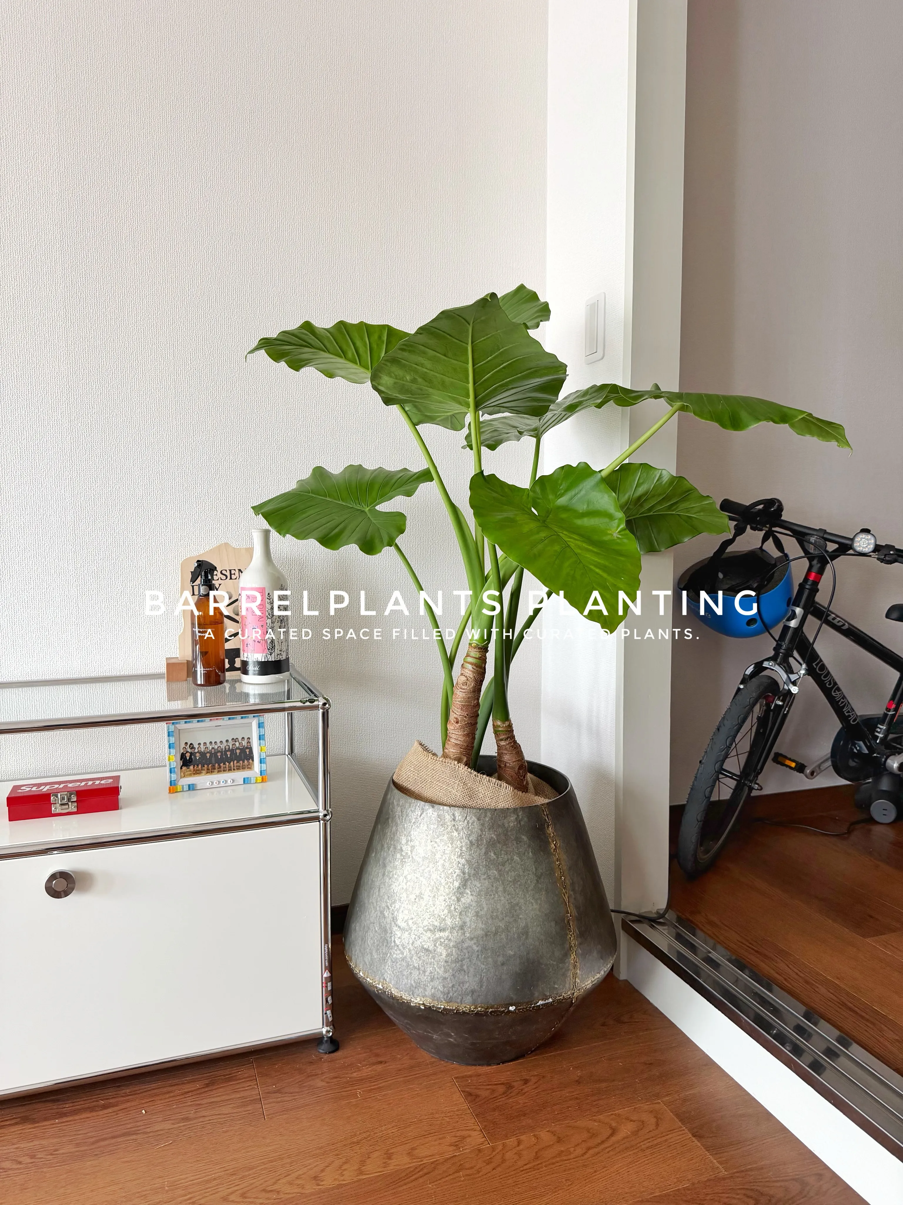 「植物が変わると、空間が変わる。