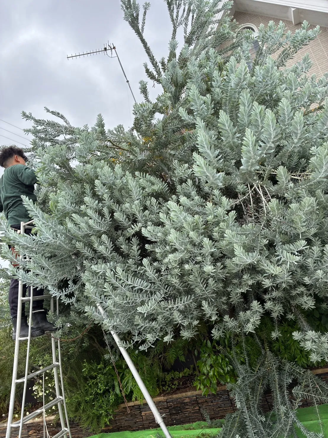 「植物が変わると、空間が変わる。