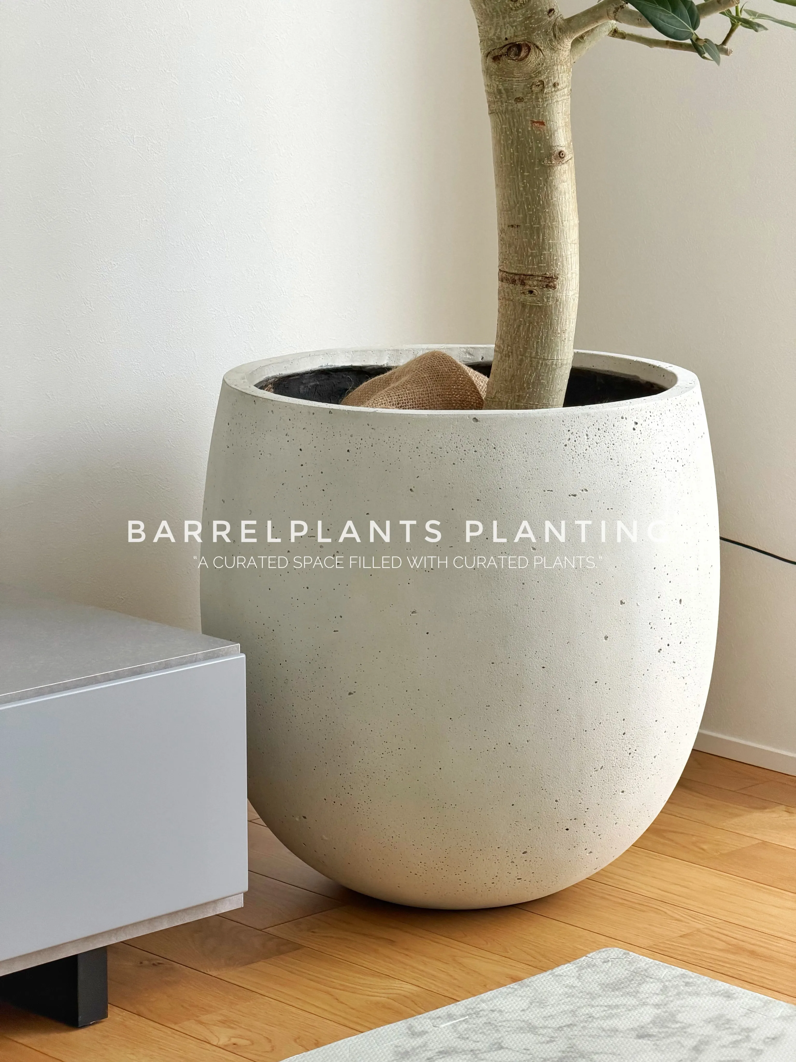 同じ植物でも、選ぶ鉢でここまで変わる。