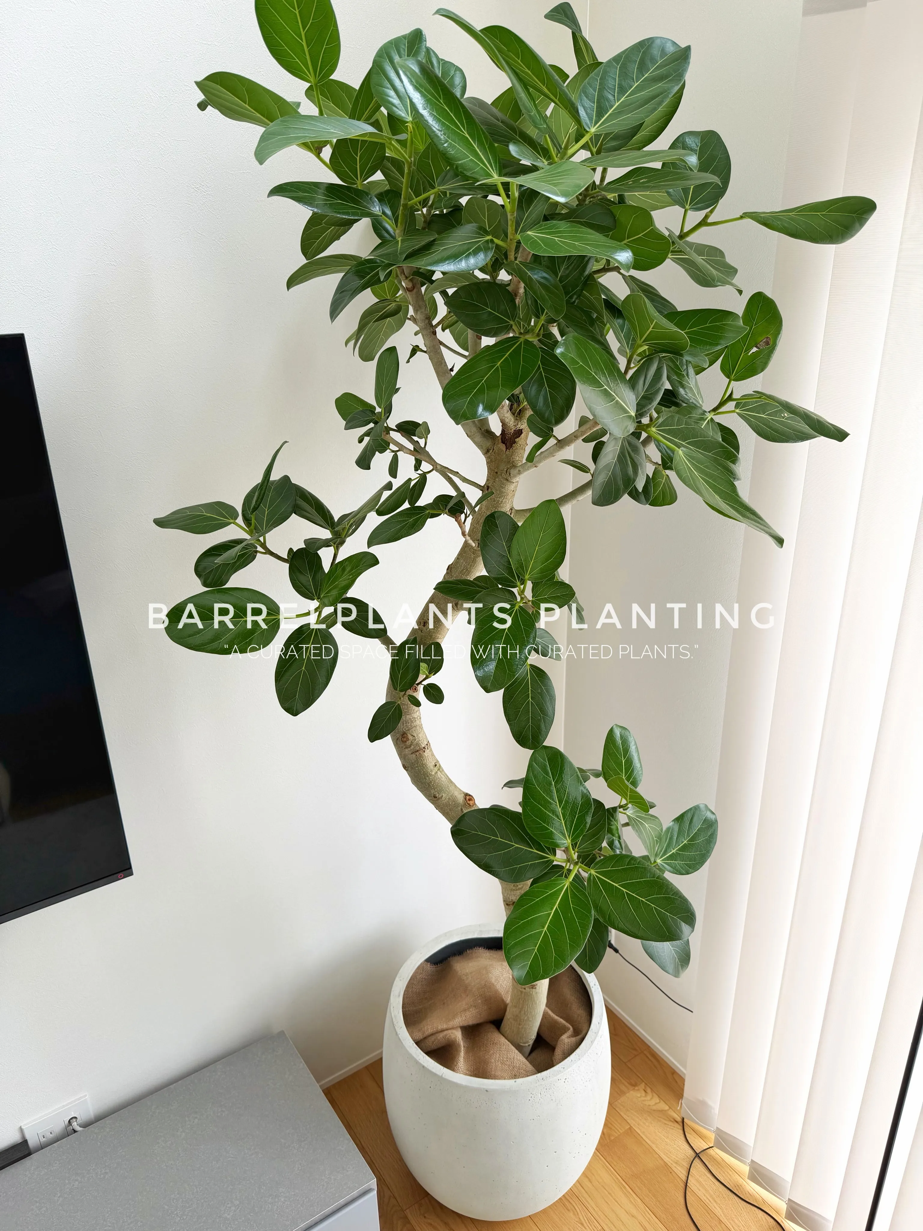 同じ植物でも、選ぶ鉢でここまで変わる。