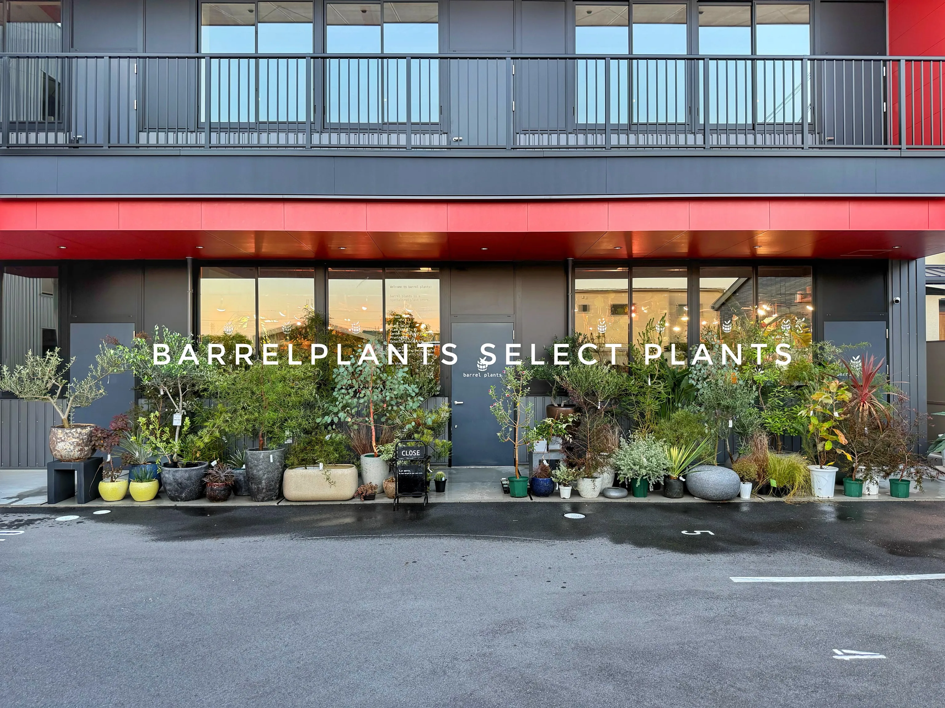 【香川で出会った心躍るオージープランツたちが大量入荷!】