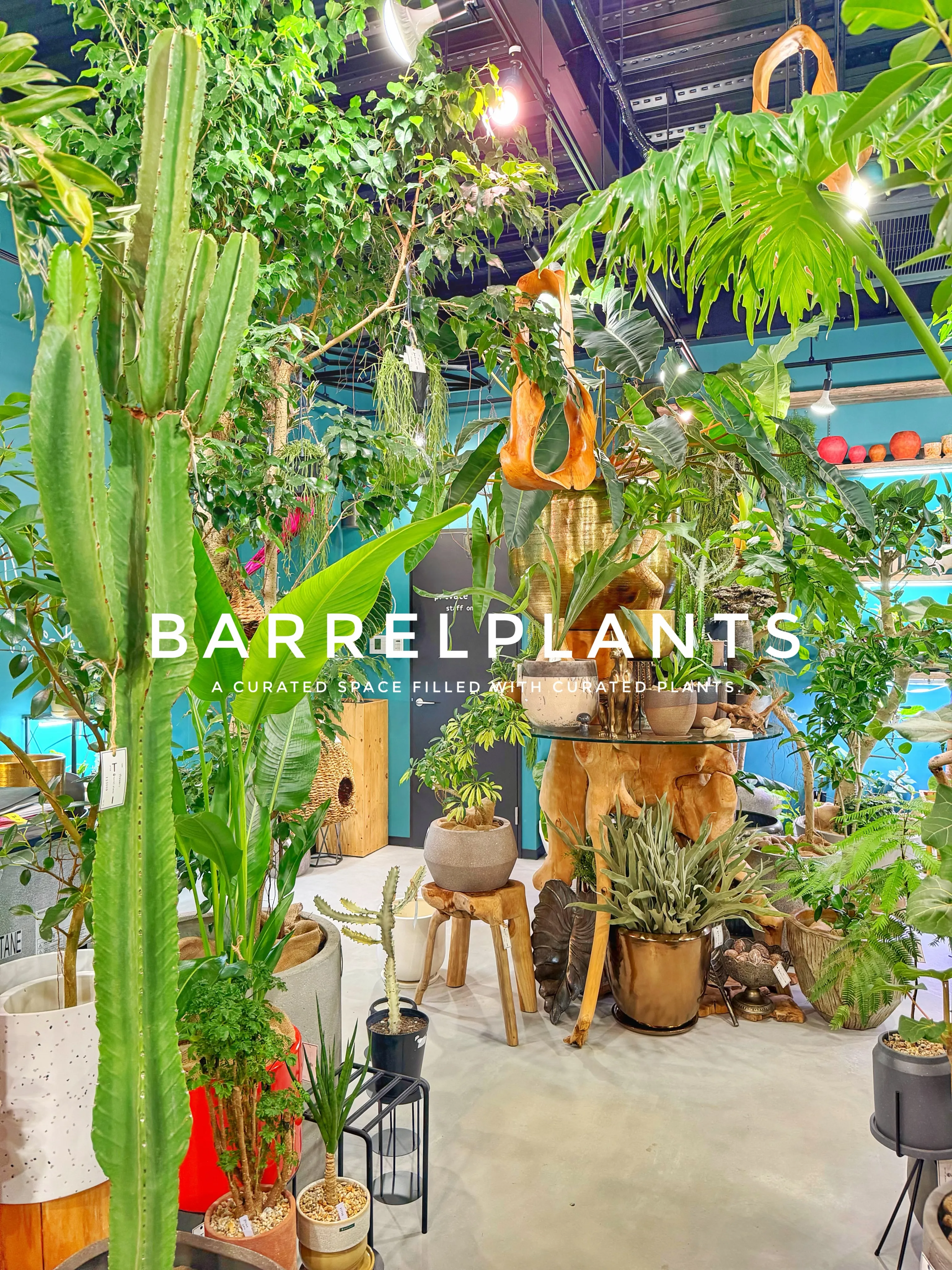 「気づけば、植物に囲まれていた。
