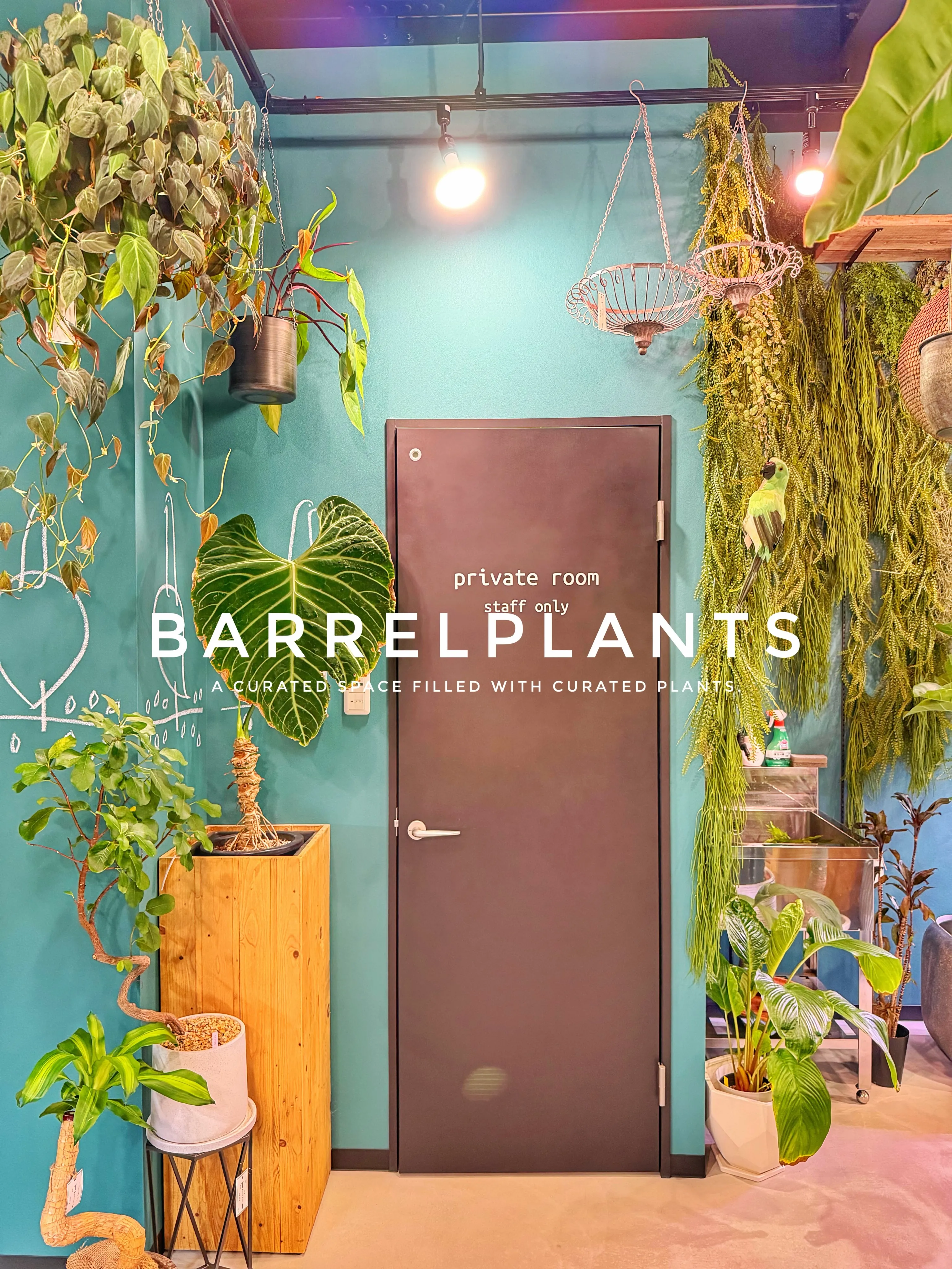 「気づけば、植物に囲まれていた。