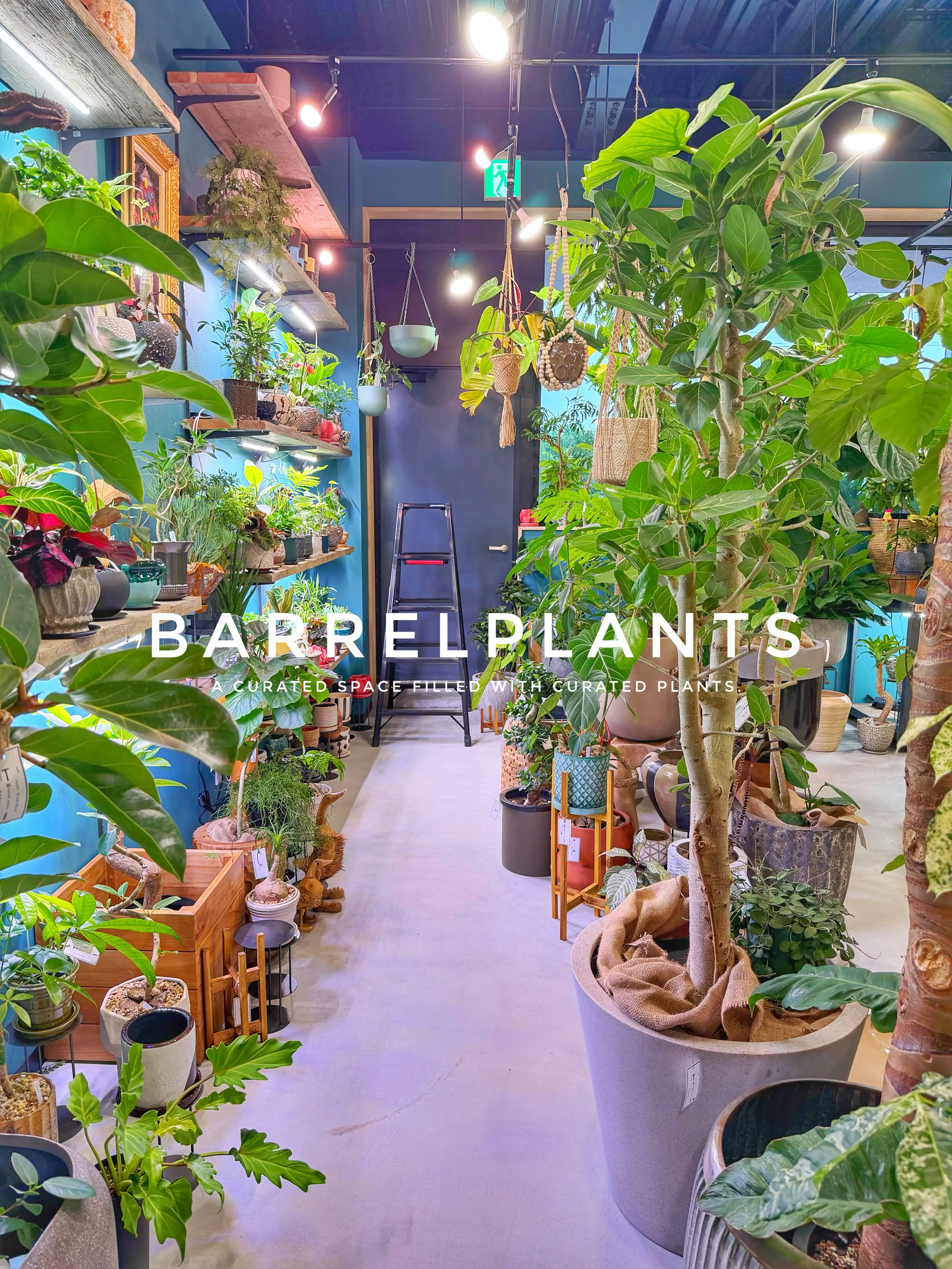 「気づけば、植物に囲まれていた。
