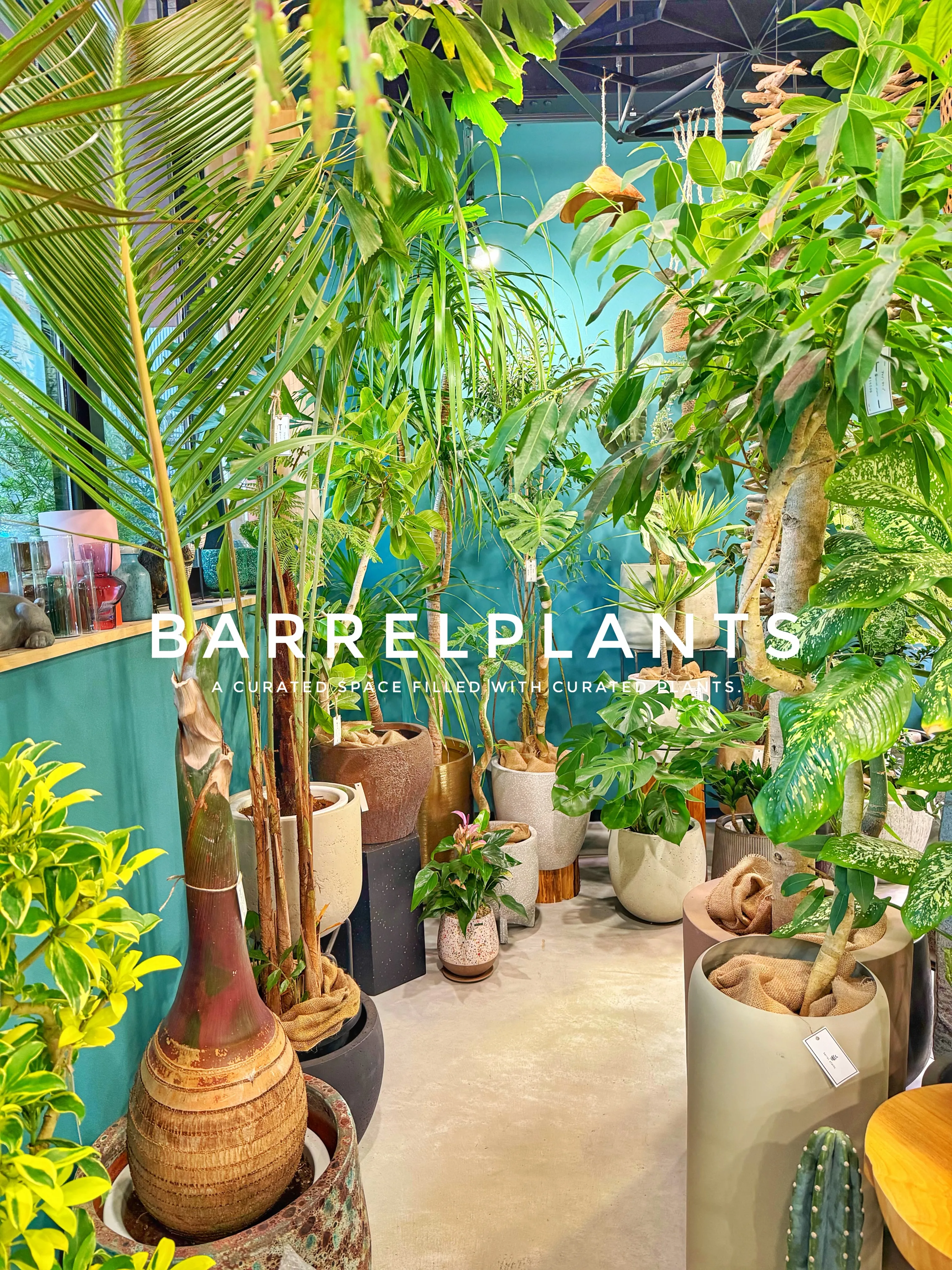 「気づけば、植物に囲まれていた。