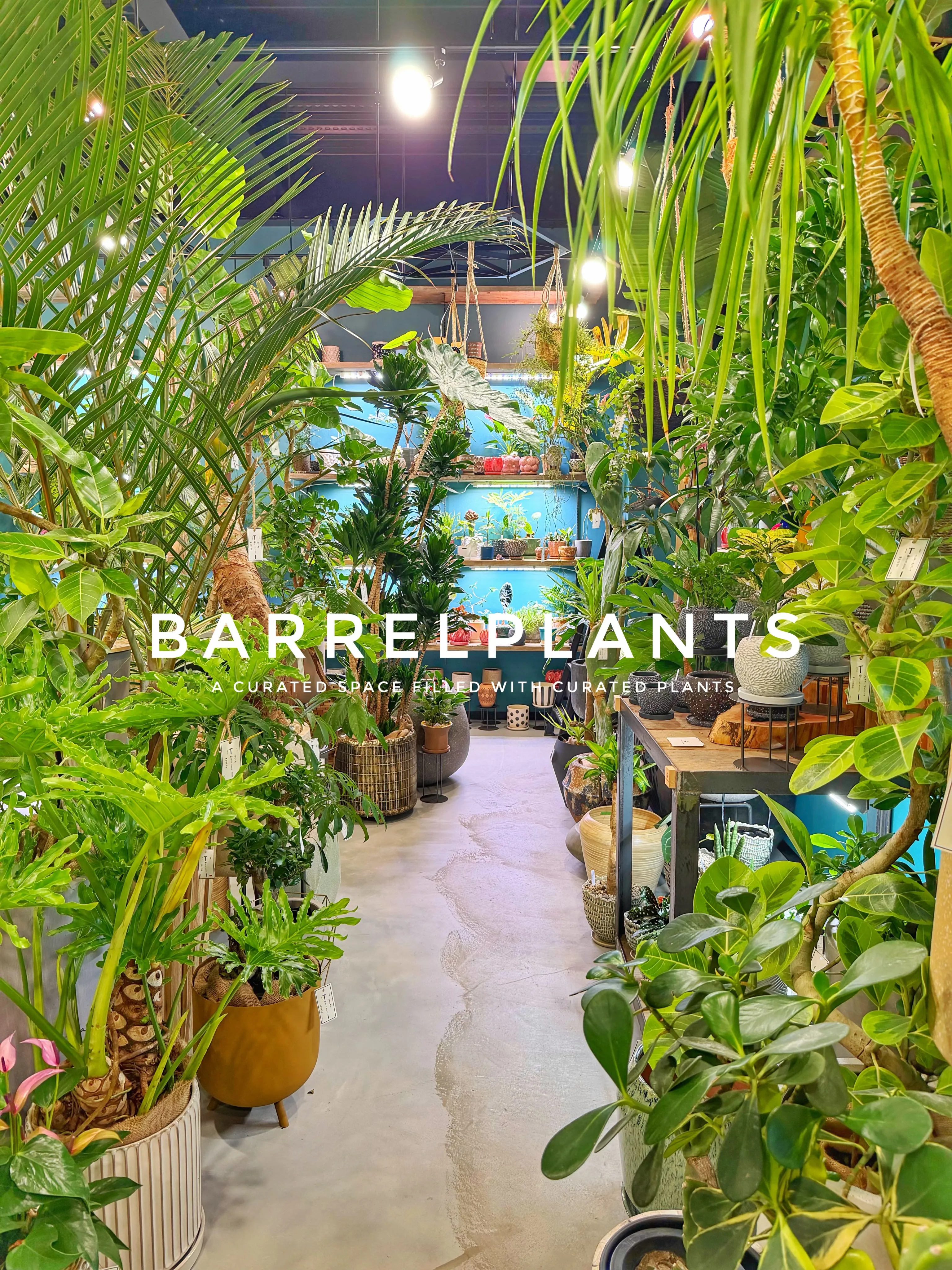 「気づけば、植物に囲まれていた。
