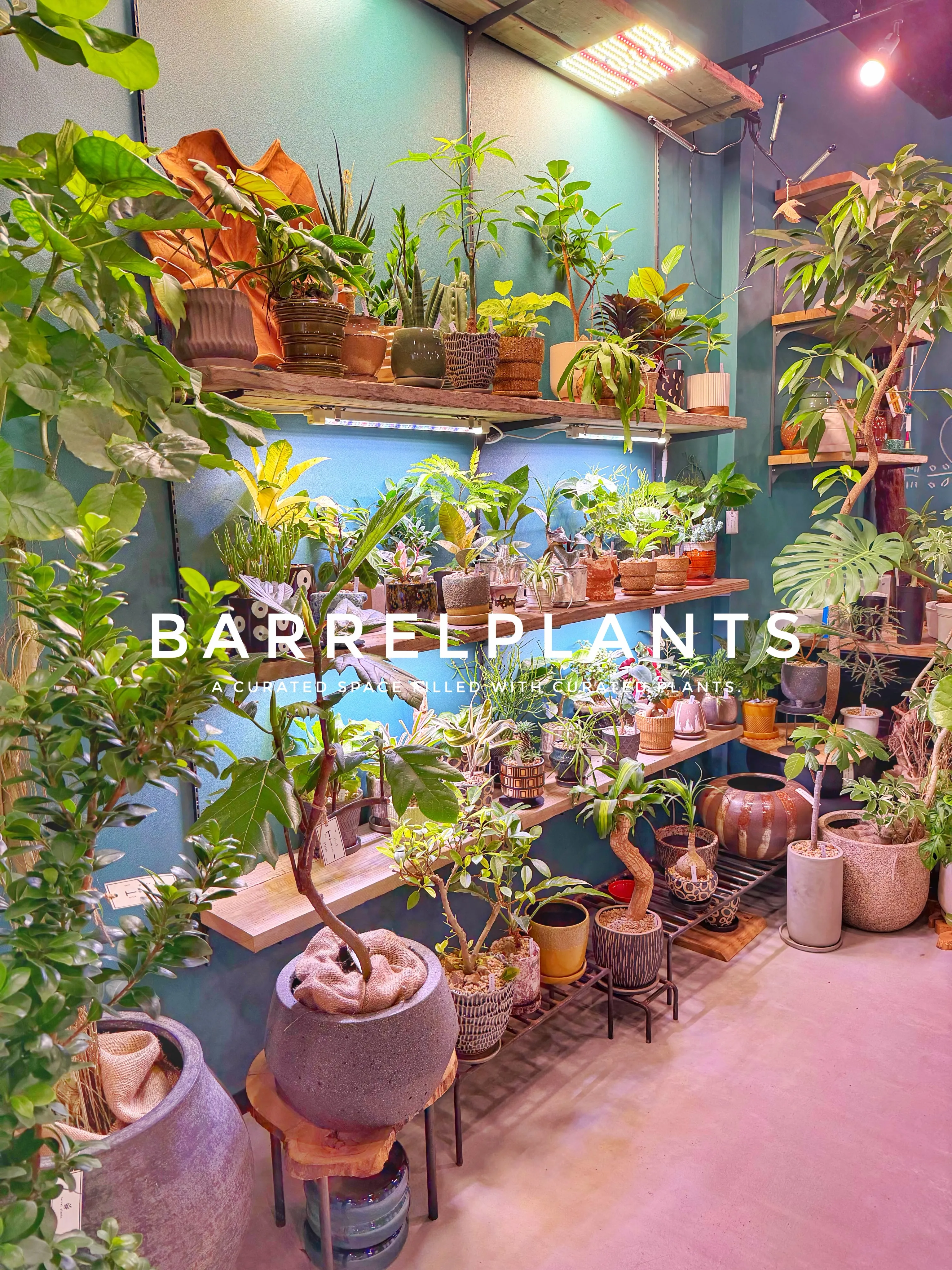 「気づけば、植物に囲まれていた。