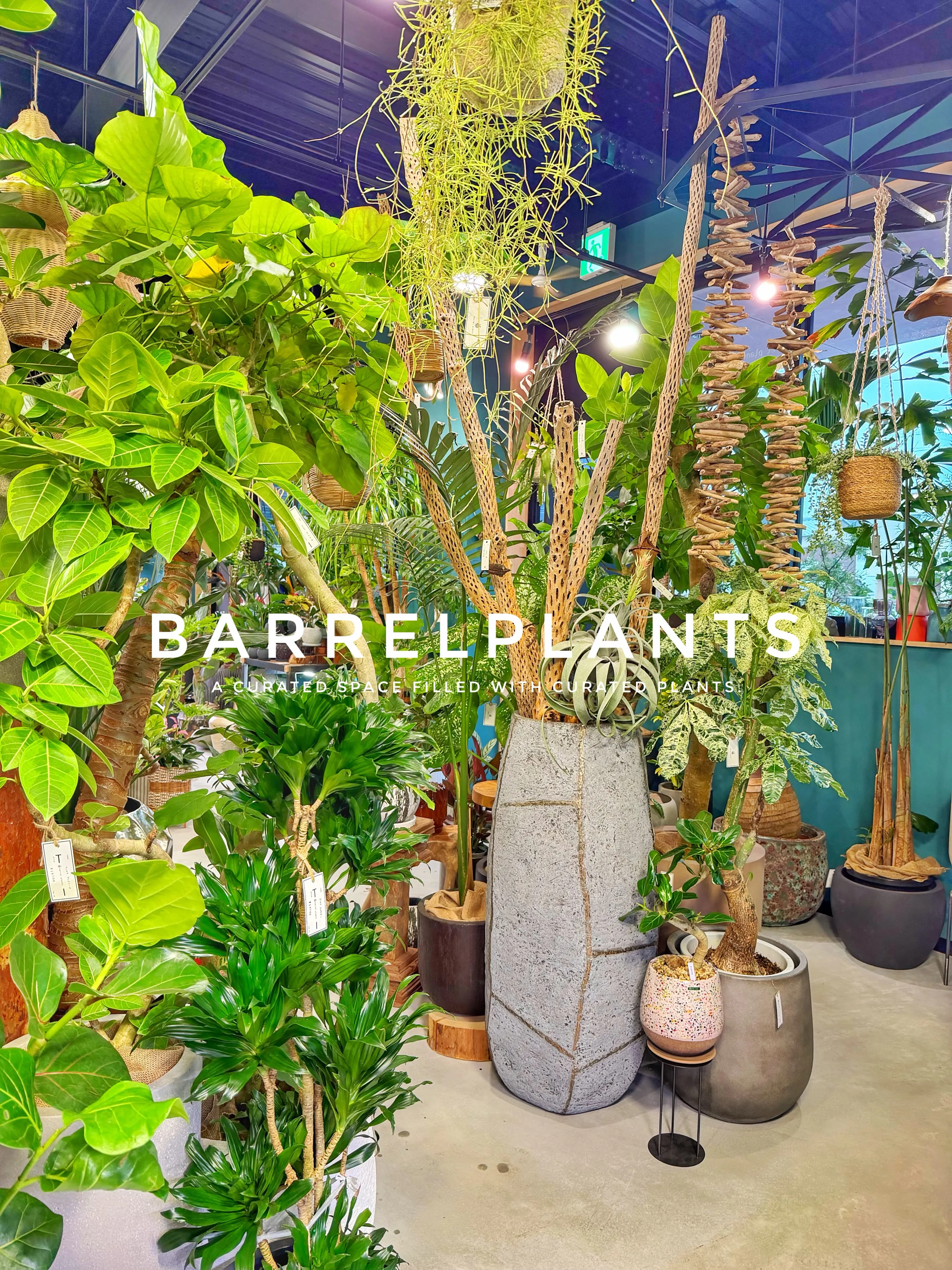 「気づけば、植物に囲まれていた。