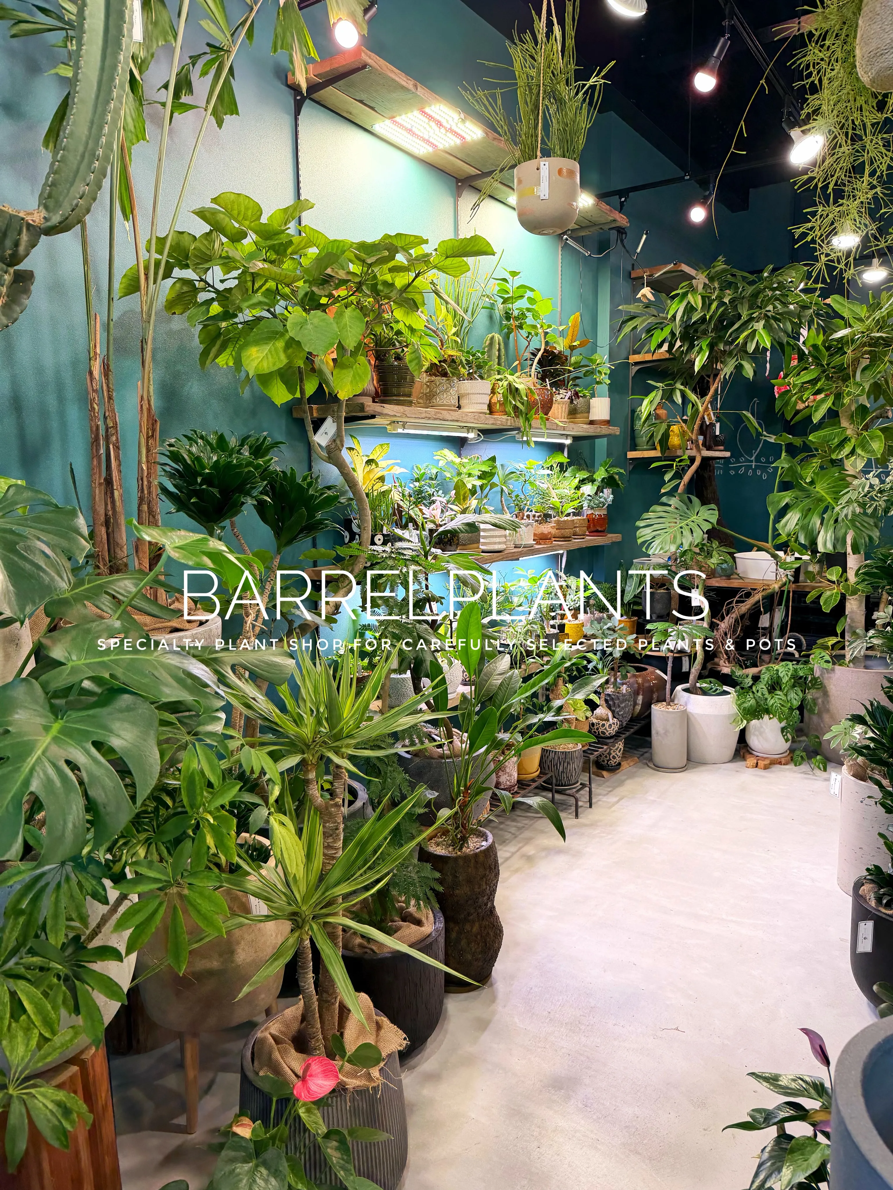 【植物に囲まれる、ちょっと特別な空間へ。