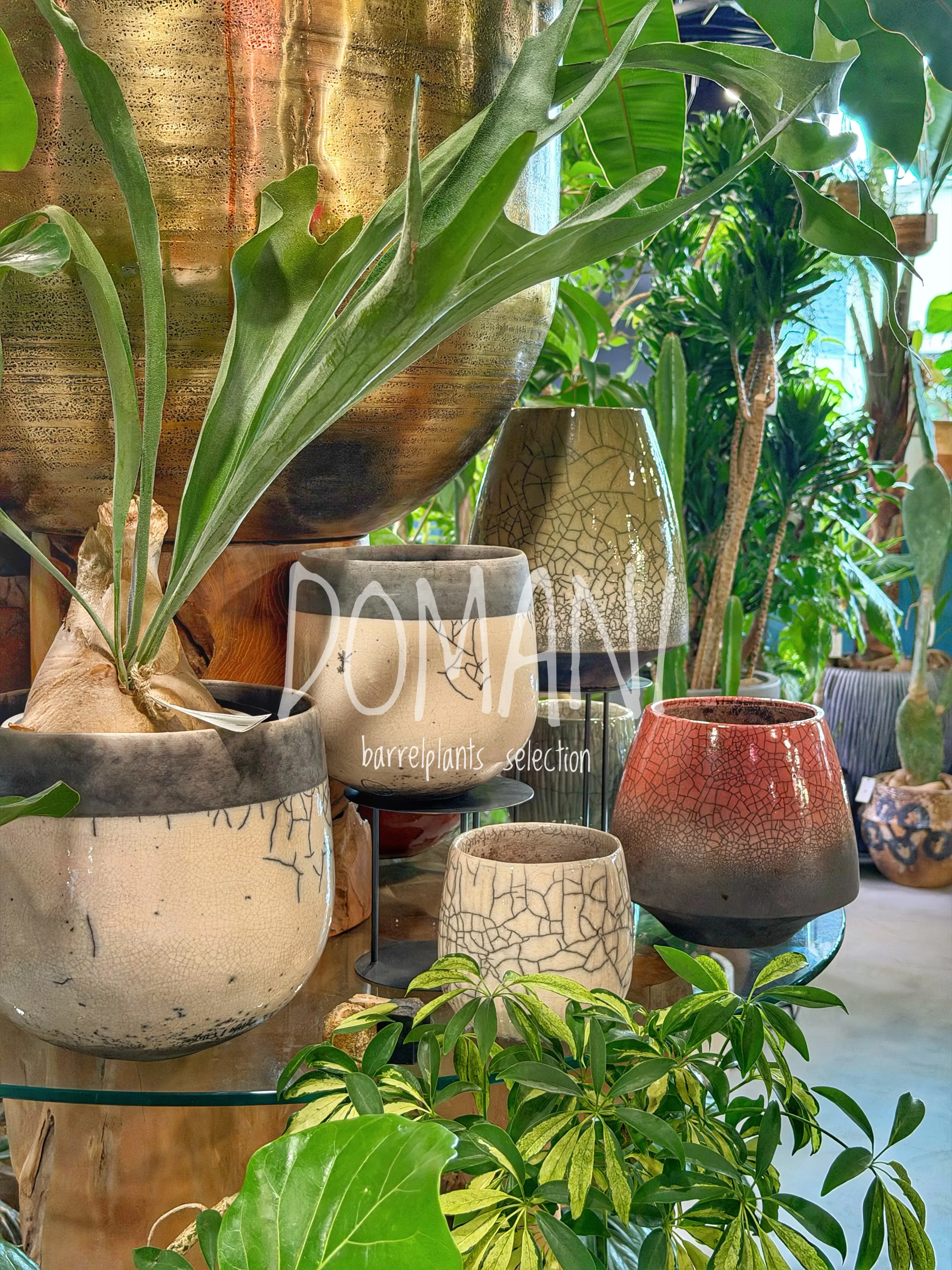 「植物好きが最後に辿り着く鉢。