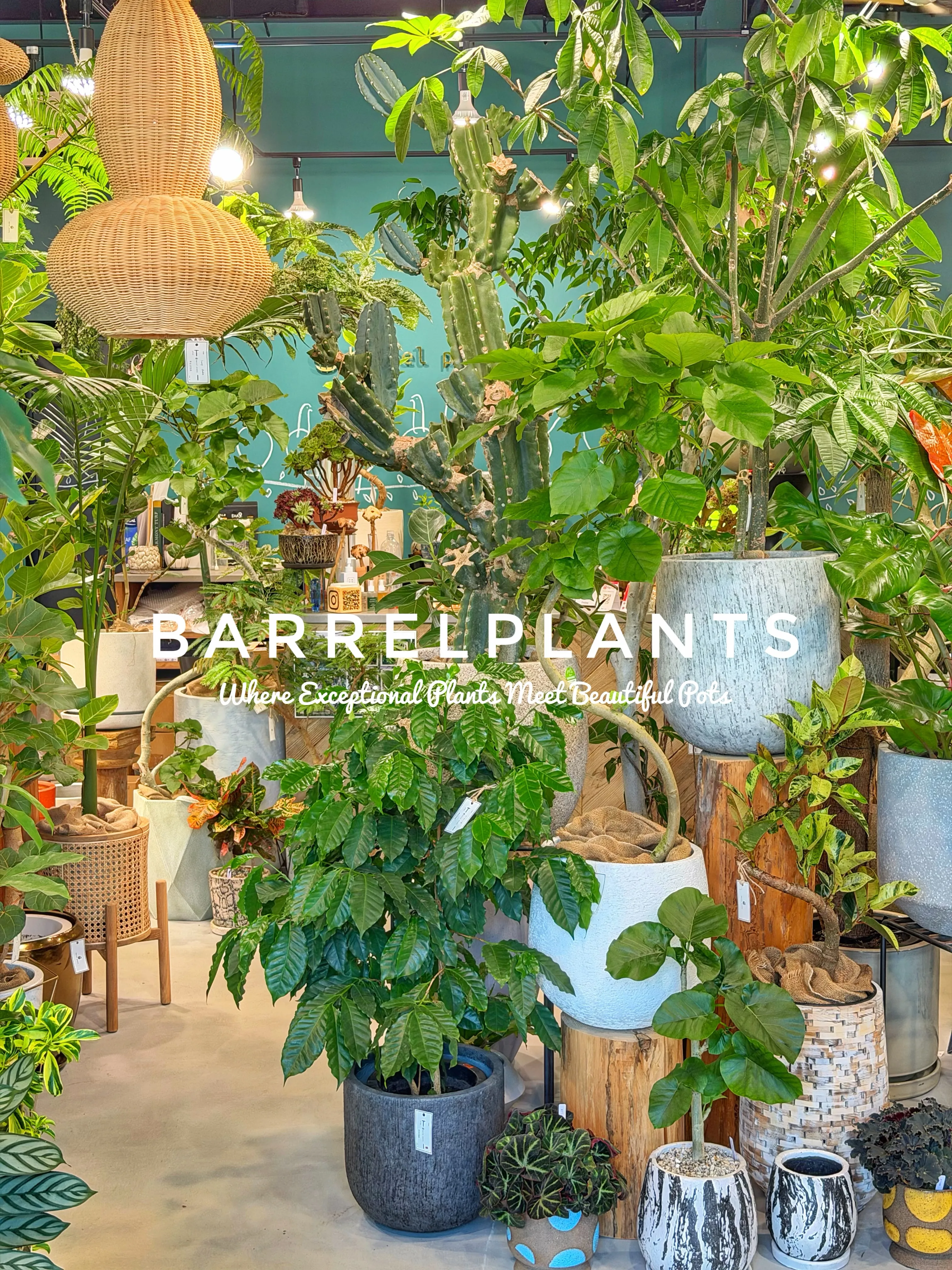 植物があるだけで、空間はここまで変わる。