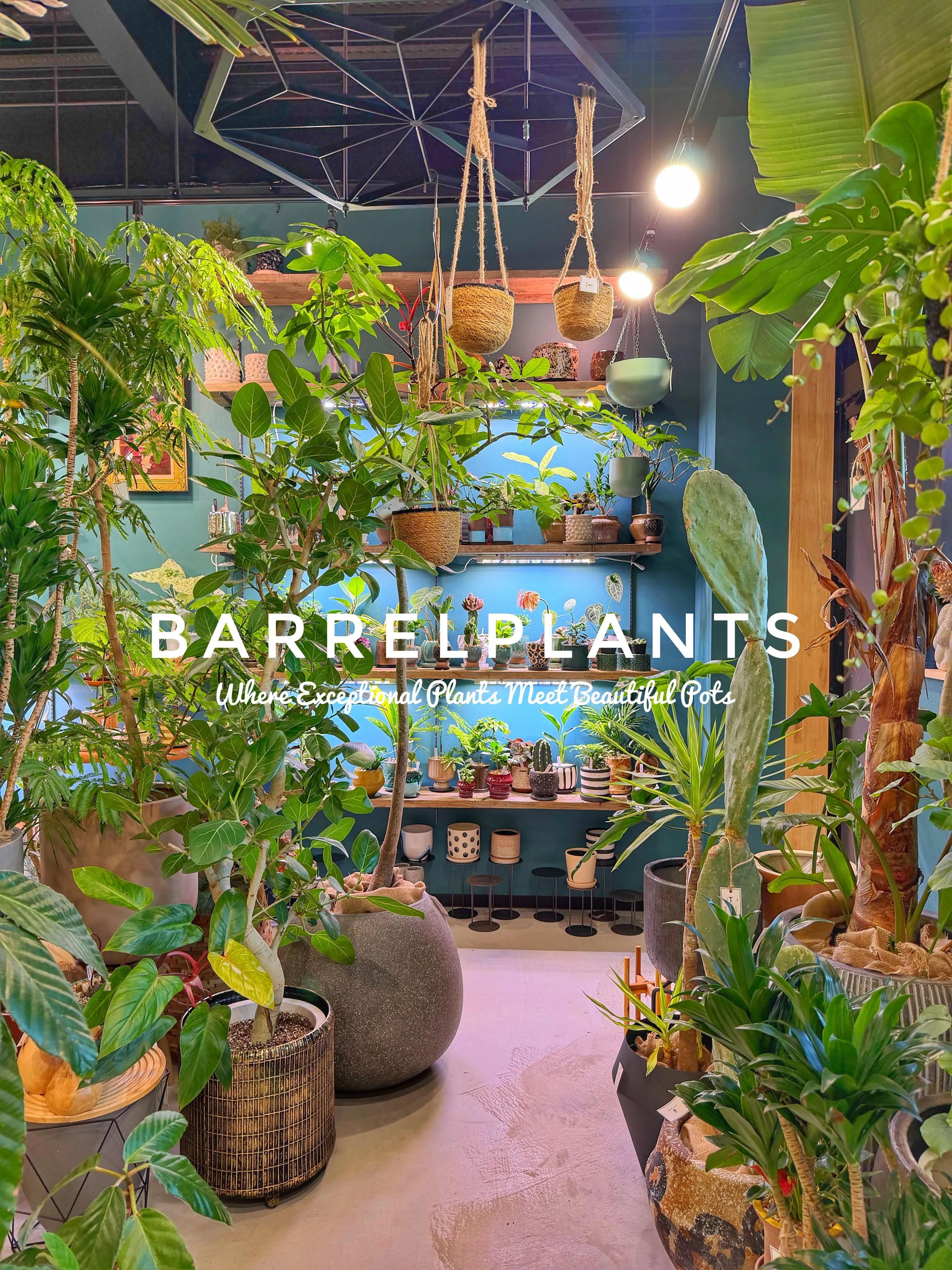 植物があるだけで、空間はここまで変わる。