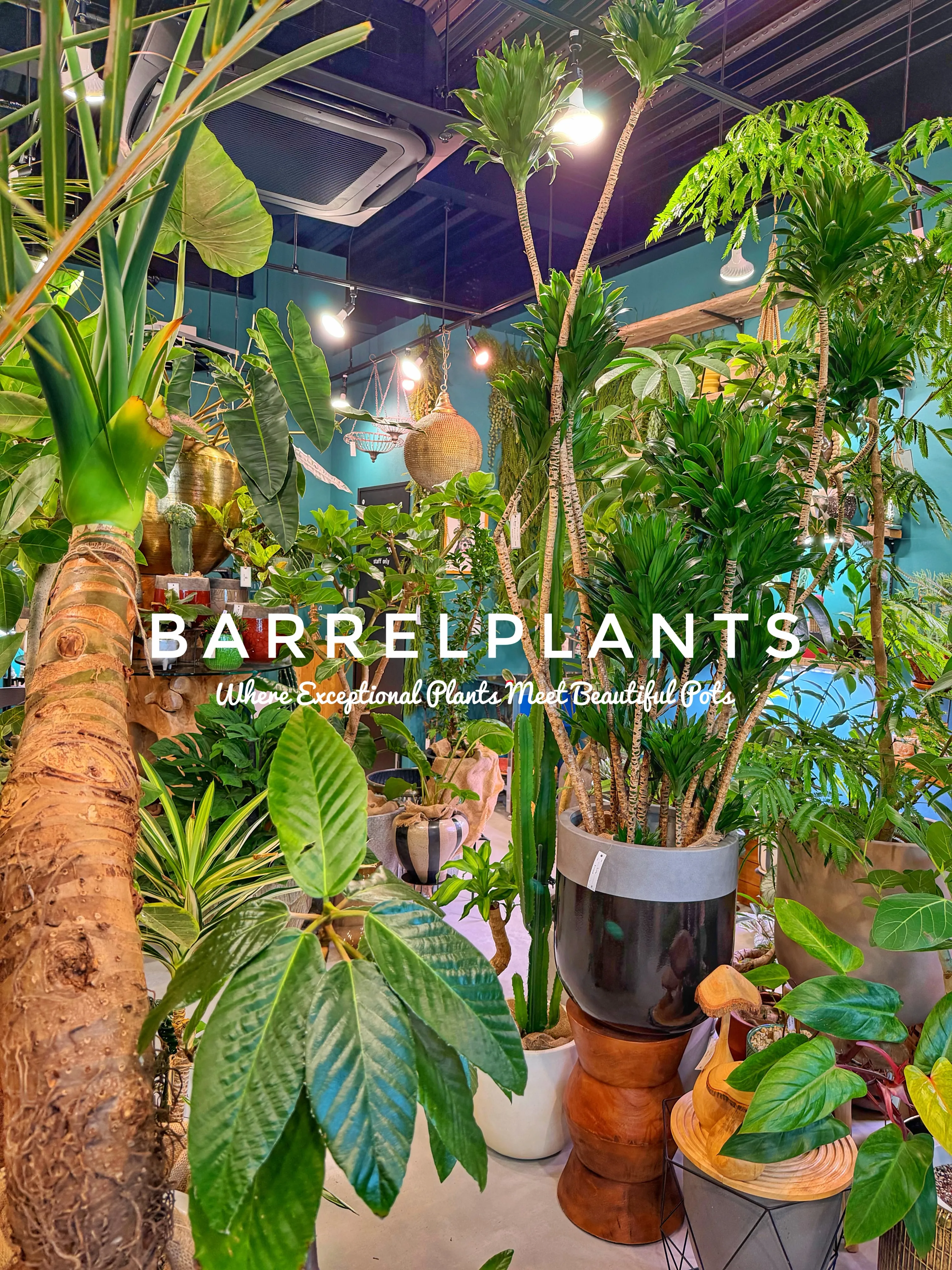 植物があるだけで、空間はここまで変わる。