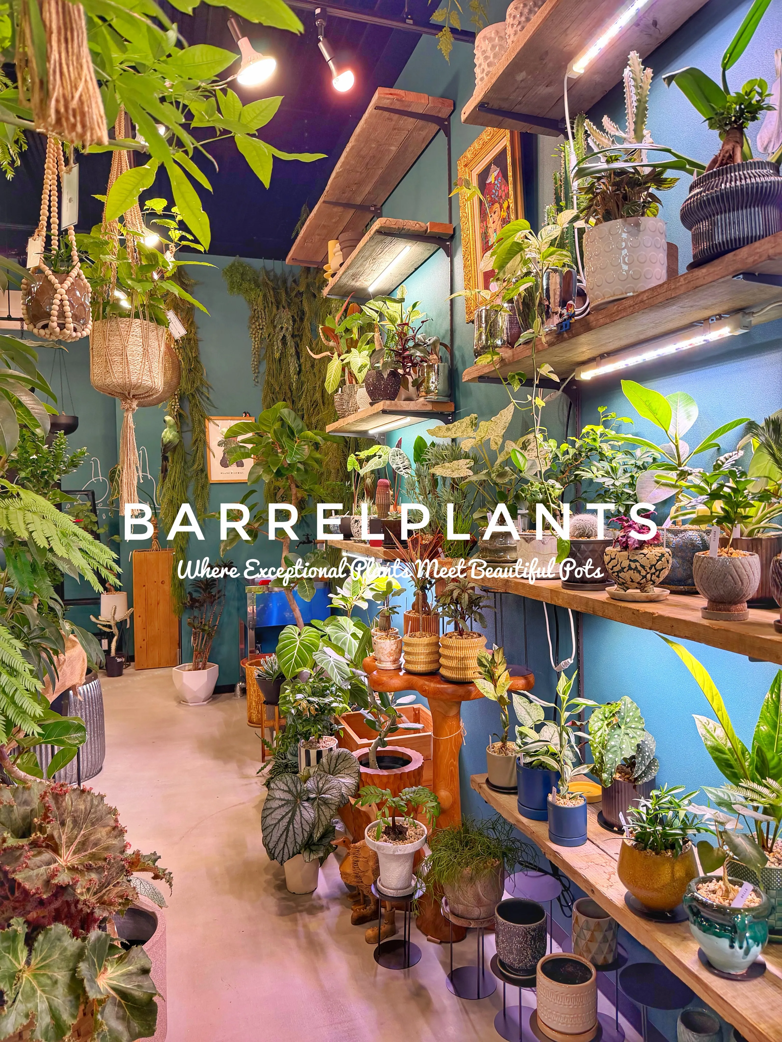 植物があるだけで、空間はここまで変わる。