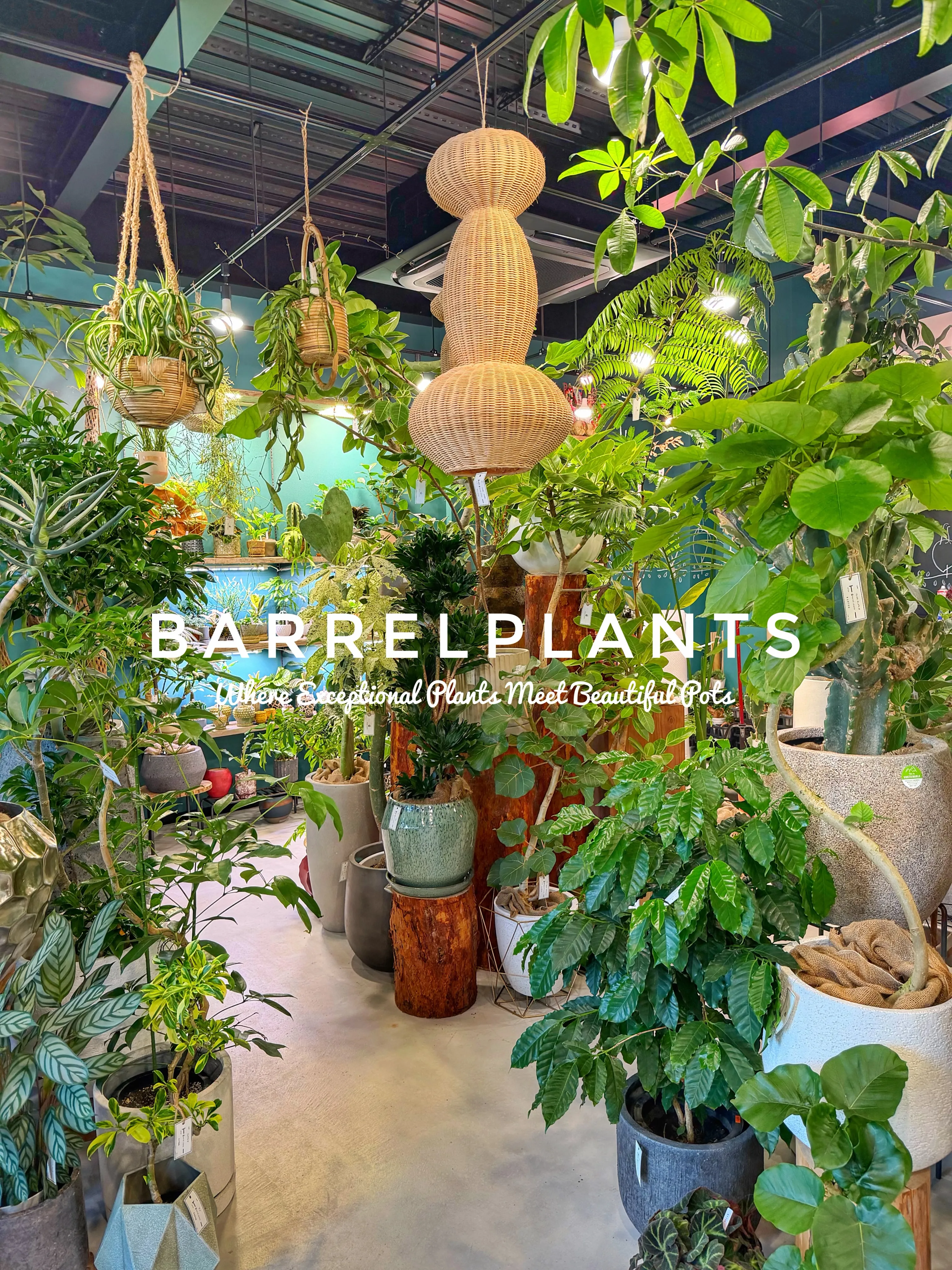 植物があるだけで、空間はここまで変わる。