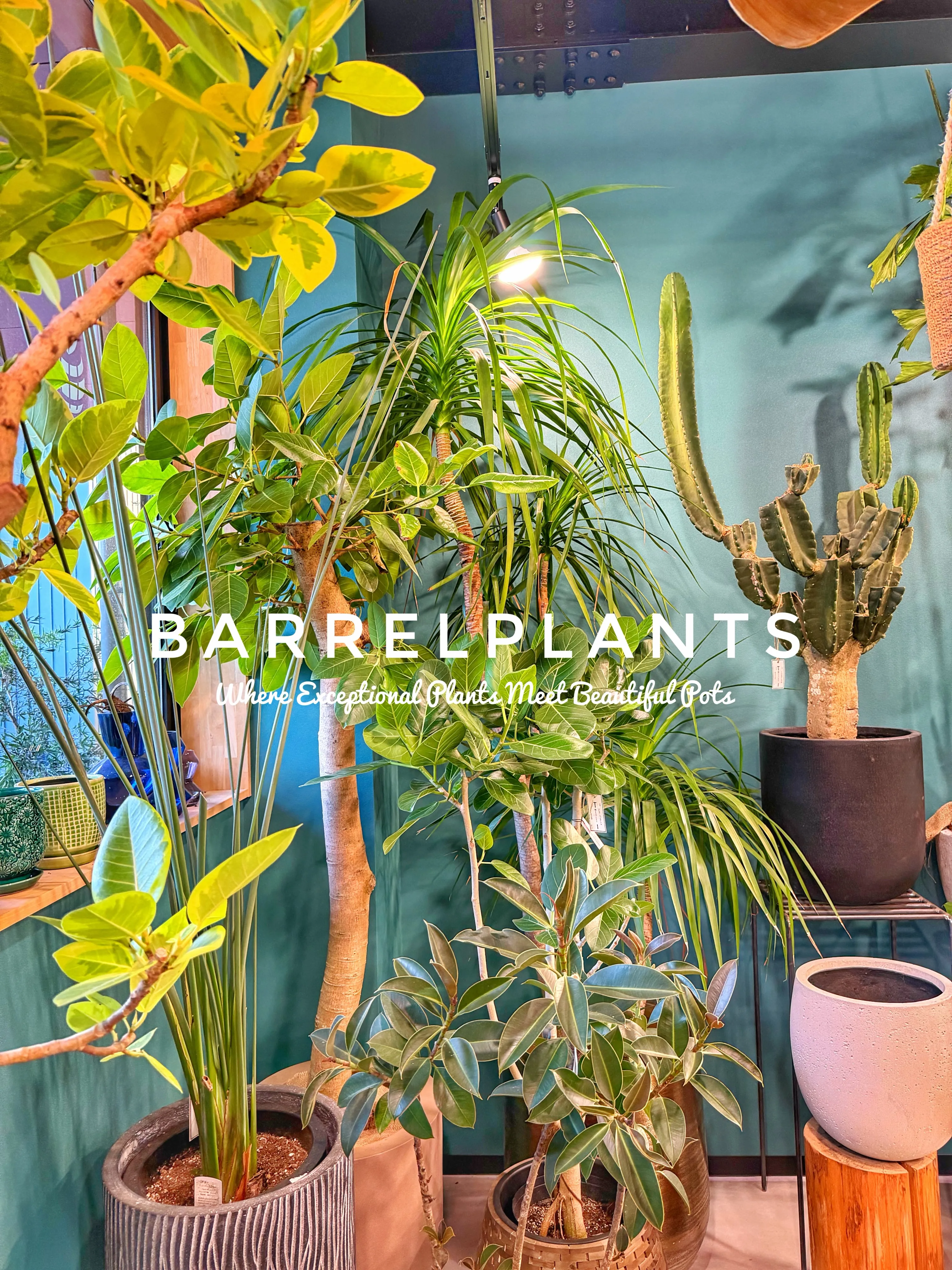植物があるだけで、空間はここまで変わる。
