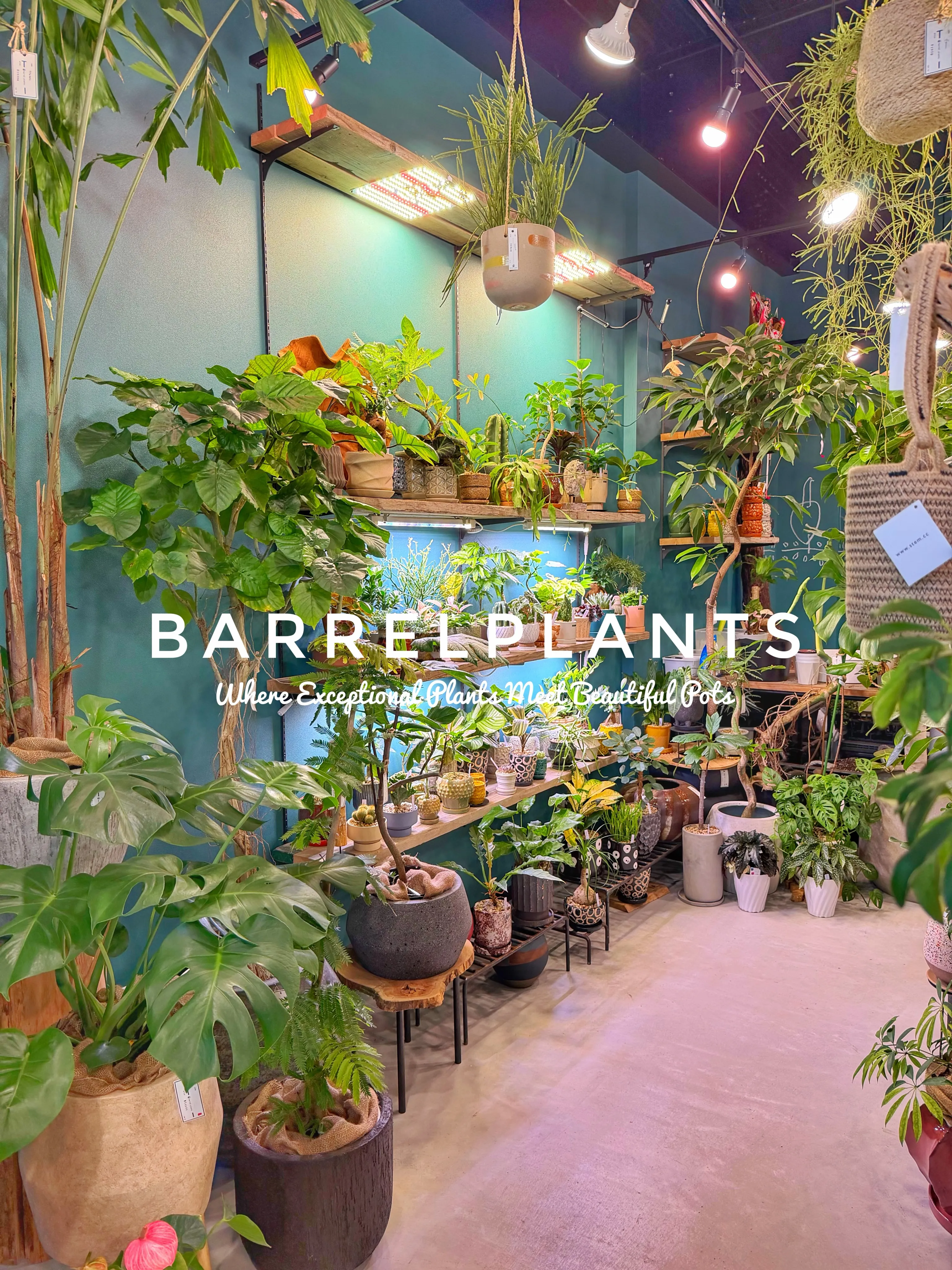 植物があるだけで、空間はここまで変わる。