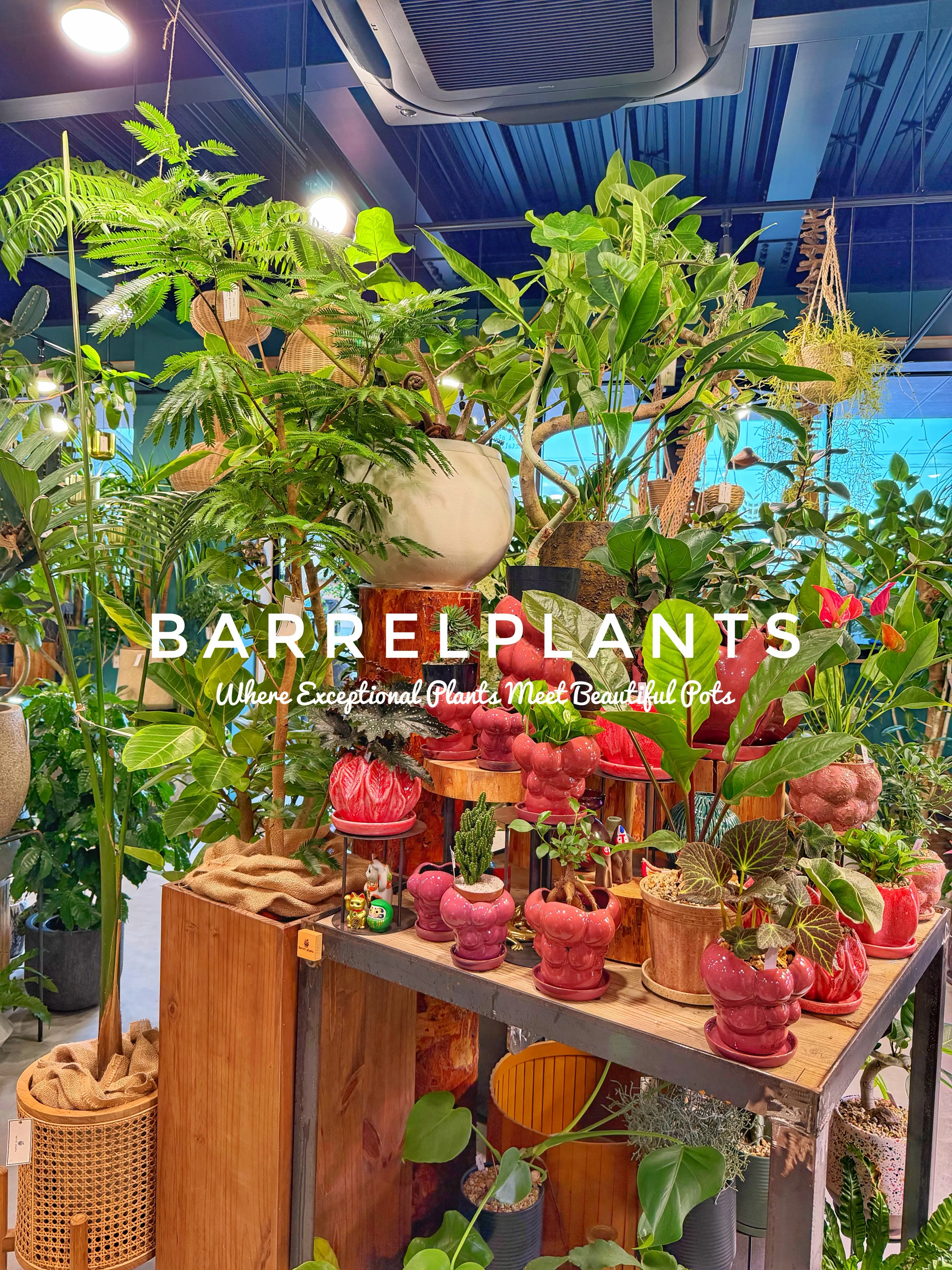 植物があるだけで、空間はここまで変わる。