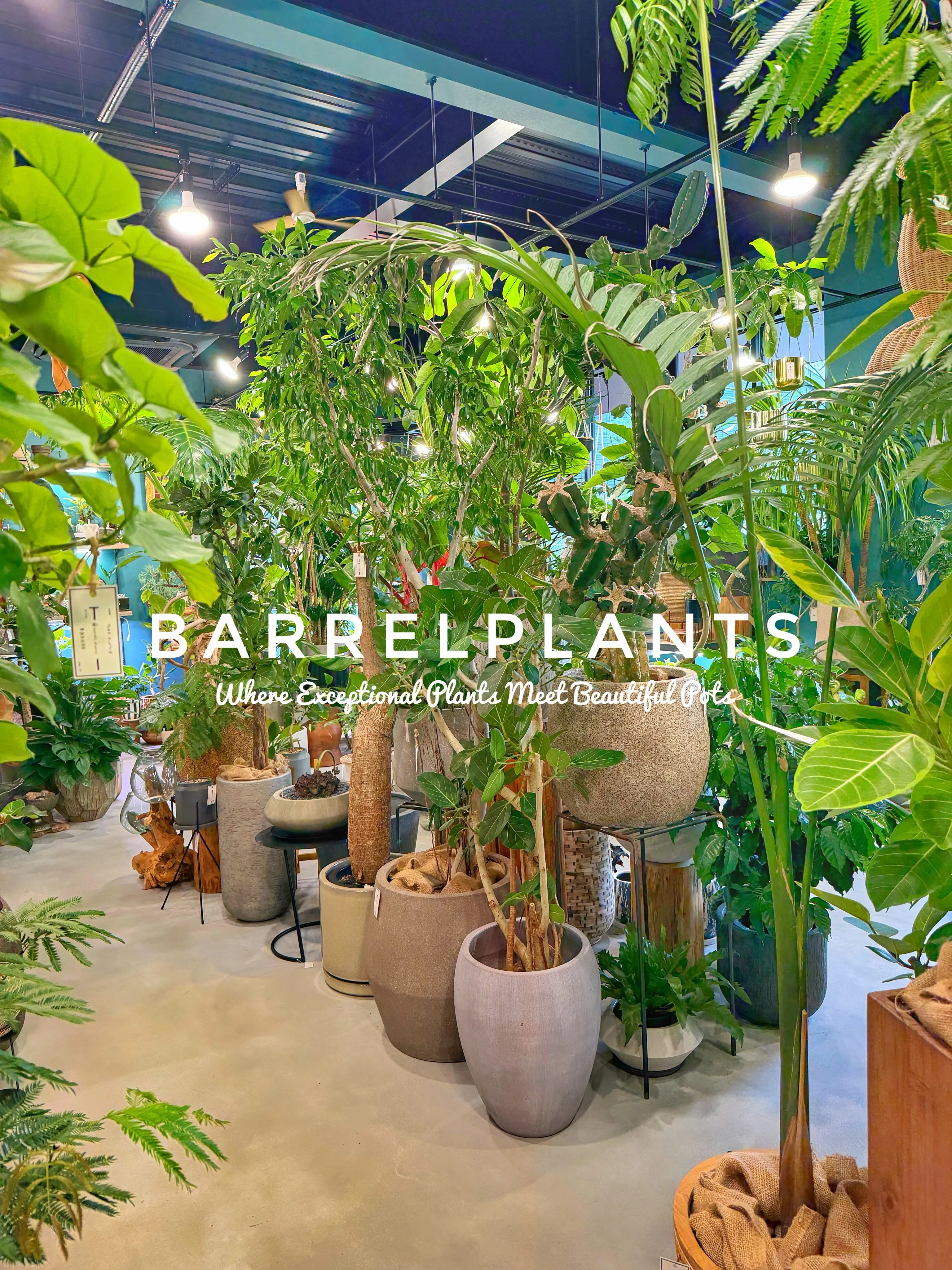 植物があるだけで、空間はここまで変わる。