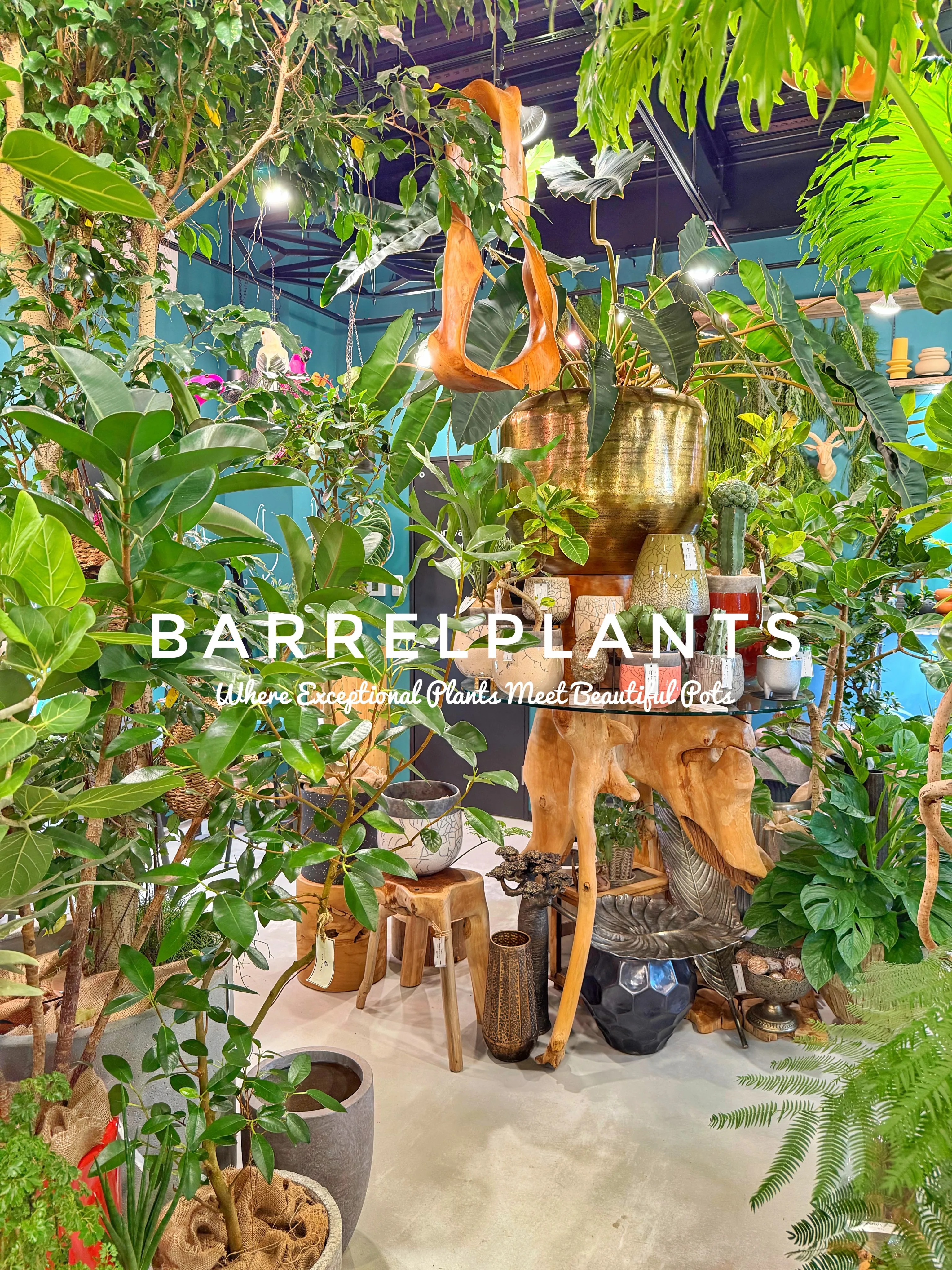 植物があるだけで、空間はここまで変わる。